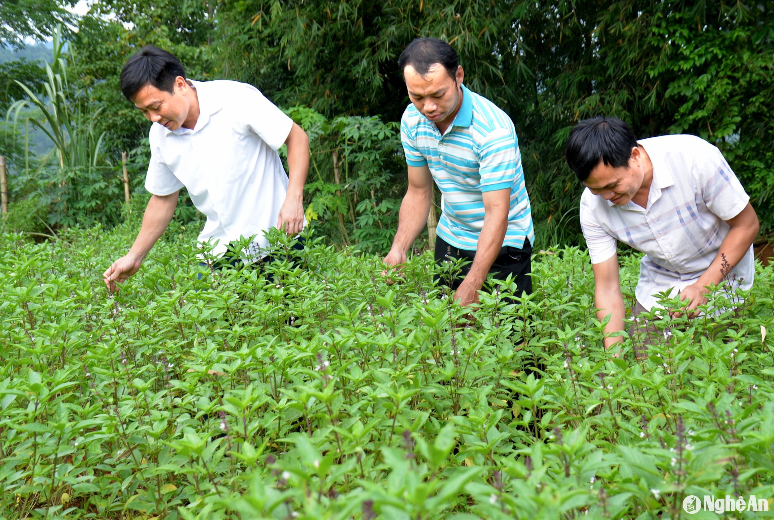 Cây húng quế phát triển khá tốt tại mô hình của gia đình anh Lương Văn Quý. Ảnh: Quang An