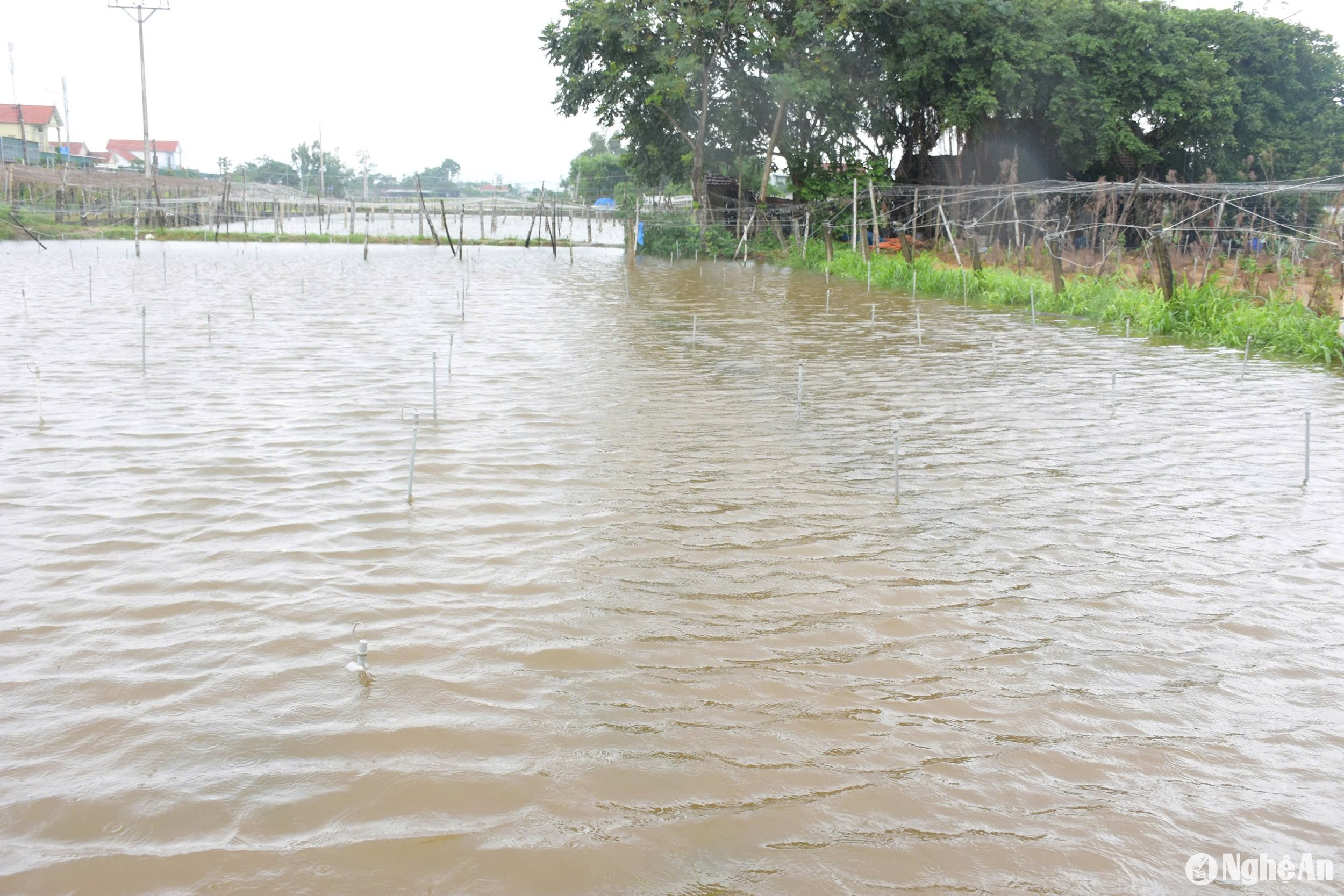 Mưa to, cường độ mạnh nhiều điện tích rau màu của xã Quỳnh Liên (TX Hoàng Mai), Quỳnh Lương, Quỳnh Bảng (Quỳnh Lưu) ngập sâu, hư hỏng nặng. Ảnh: T.P