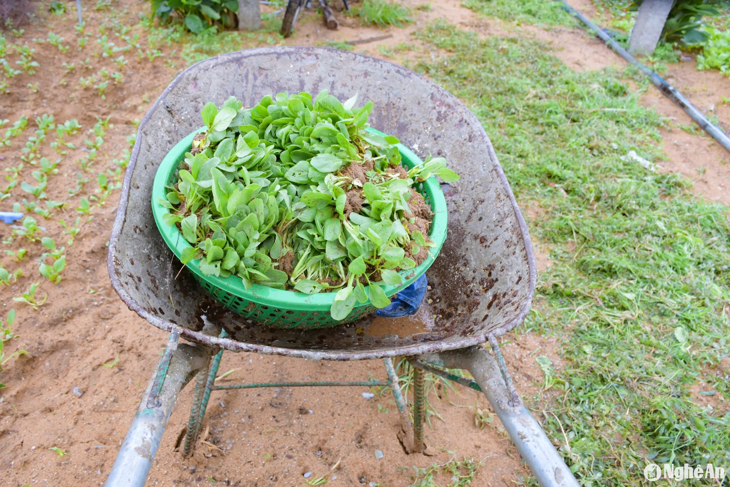 Nhiều diện tích rau giống vụ Đông chưa kịp nhổ bán cũng đã bị ngập úng. Ông Nguyễn Đức, nông dân Quỳnh Liên gieo trồng rau giống cung cấp cho các nhà vườn cho biết, ông gieo hơn 3 sào rau giống ,chuẩn bị cho vụ thu đông ,nhưng do mưa lớn nên dập nát và ngập úng.