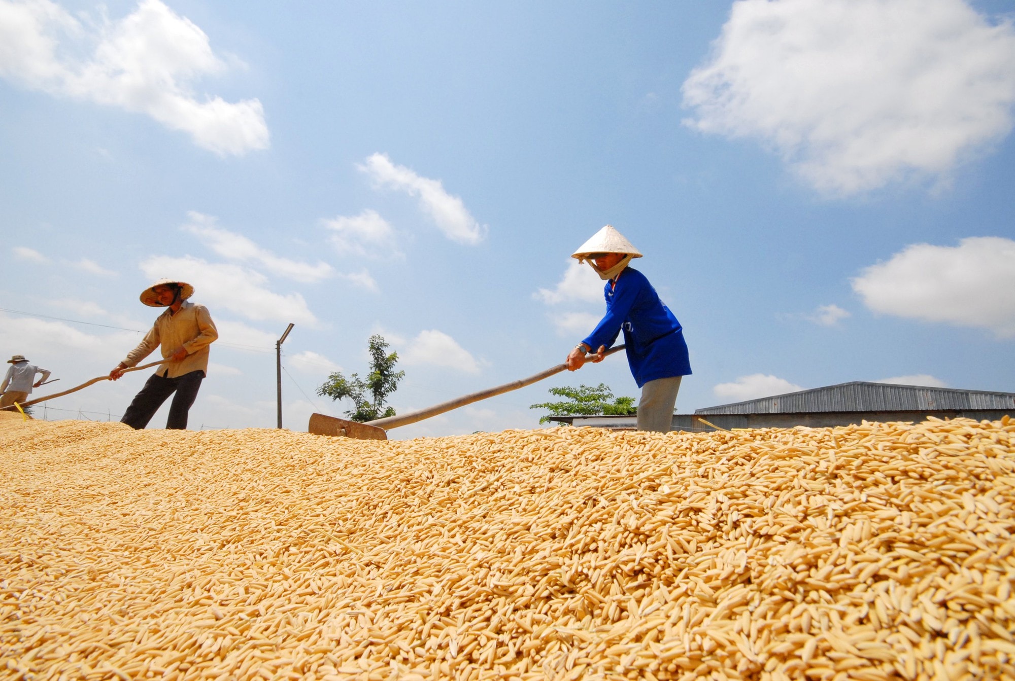 Giá lúa gạo hôm nay 23/9/2024: Đi ngang với cả gạo và lúa