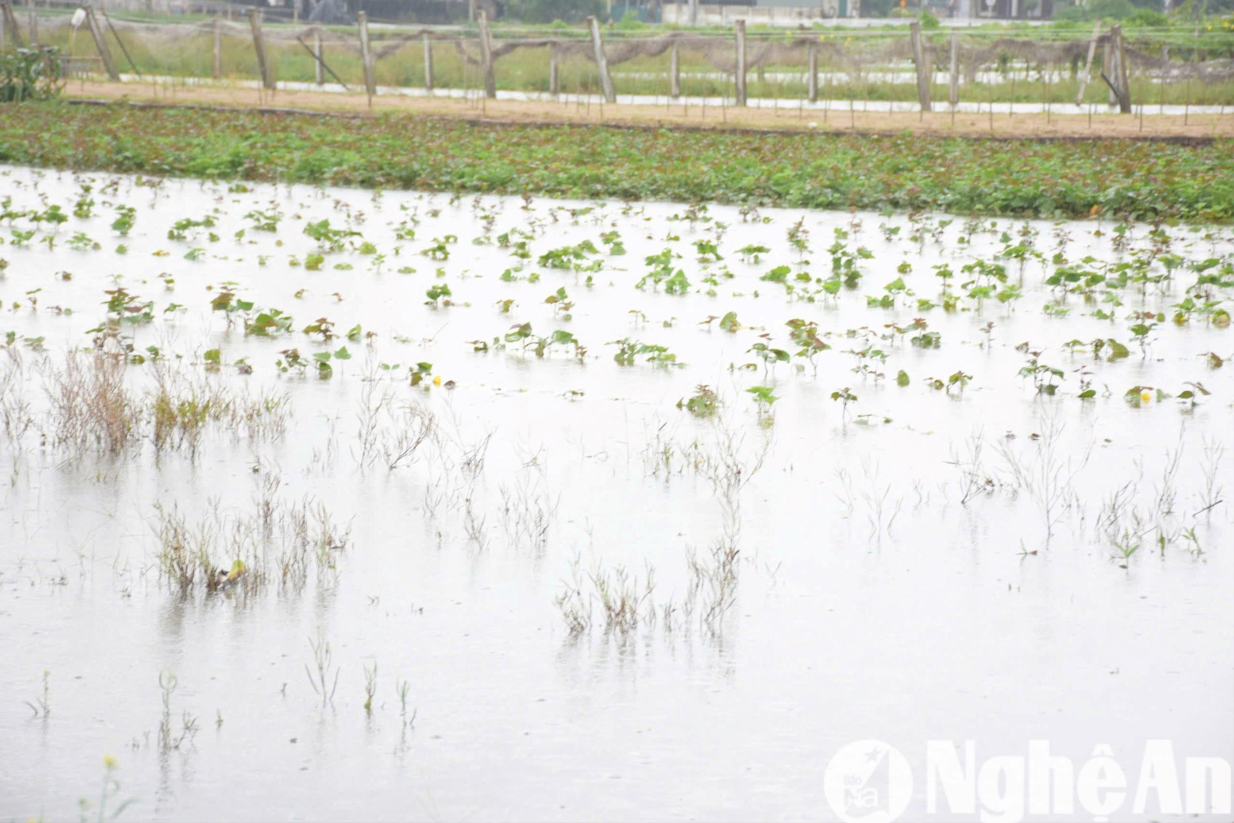 Nhiều diện tích cải ngọt, su hào, bắp cải vừa mới gieo trồng cũng ngập sâu trong nước. Ảnh: T.P