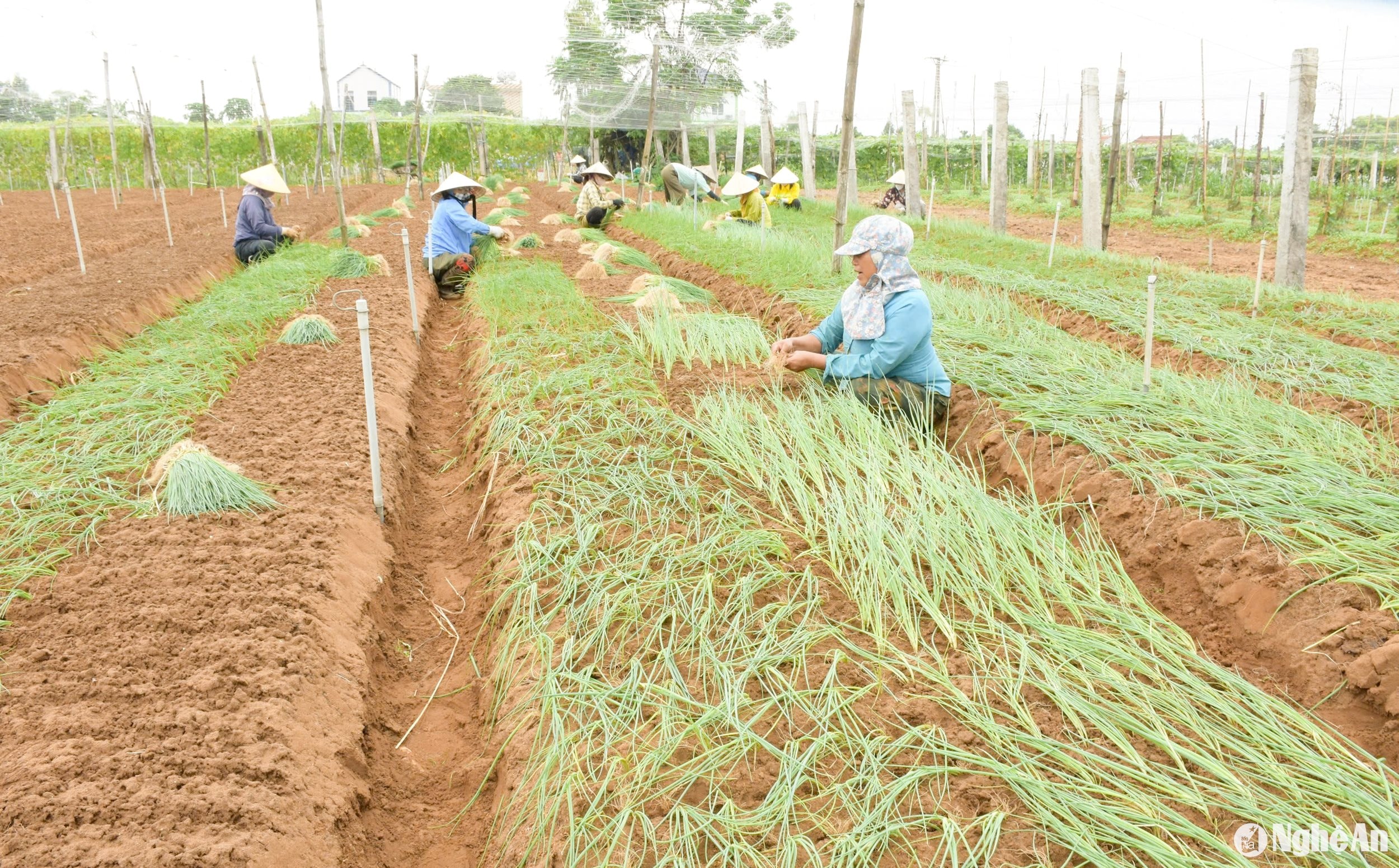 Nhiều diện tích hành hoa được nông dân quỳnh Bảng, Quỳnh Lương di dời lên cao tránh mưa ngập nay đang khẩn trương trồng lại, chăm bón, cho thu hoạch sớm khi giá hành đang tăng cao. Ảnh: T.P