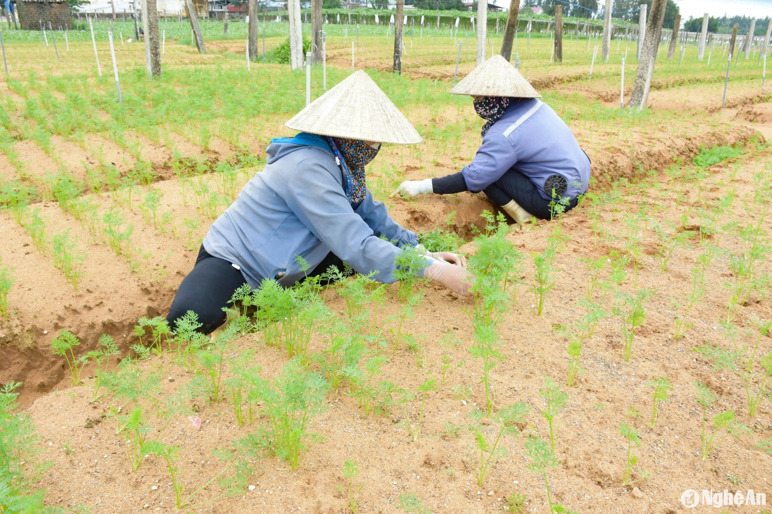 Gia đình ông Trương Công Hưng, xã Quỳnh Liên trồng gần 1 ha cà rốt, được 1 tháng thì gặp mưa lớn làm nhiều diện tích ngập úng, gãy đổ. Ông Hưng phải thuê nhân công xới đất, dặm cây và chăm sóc phục hồi diện tích cà rốt. Ảnh: T.P