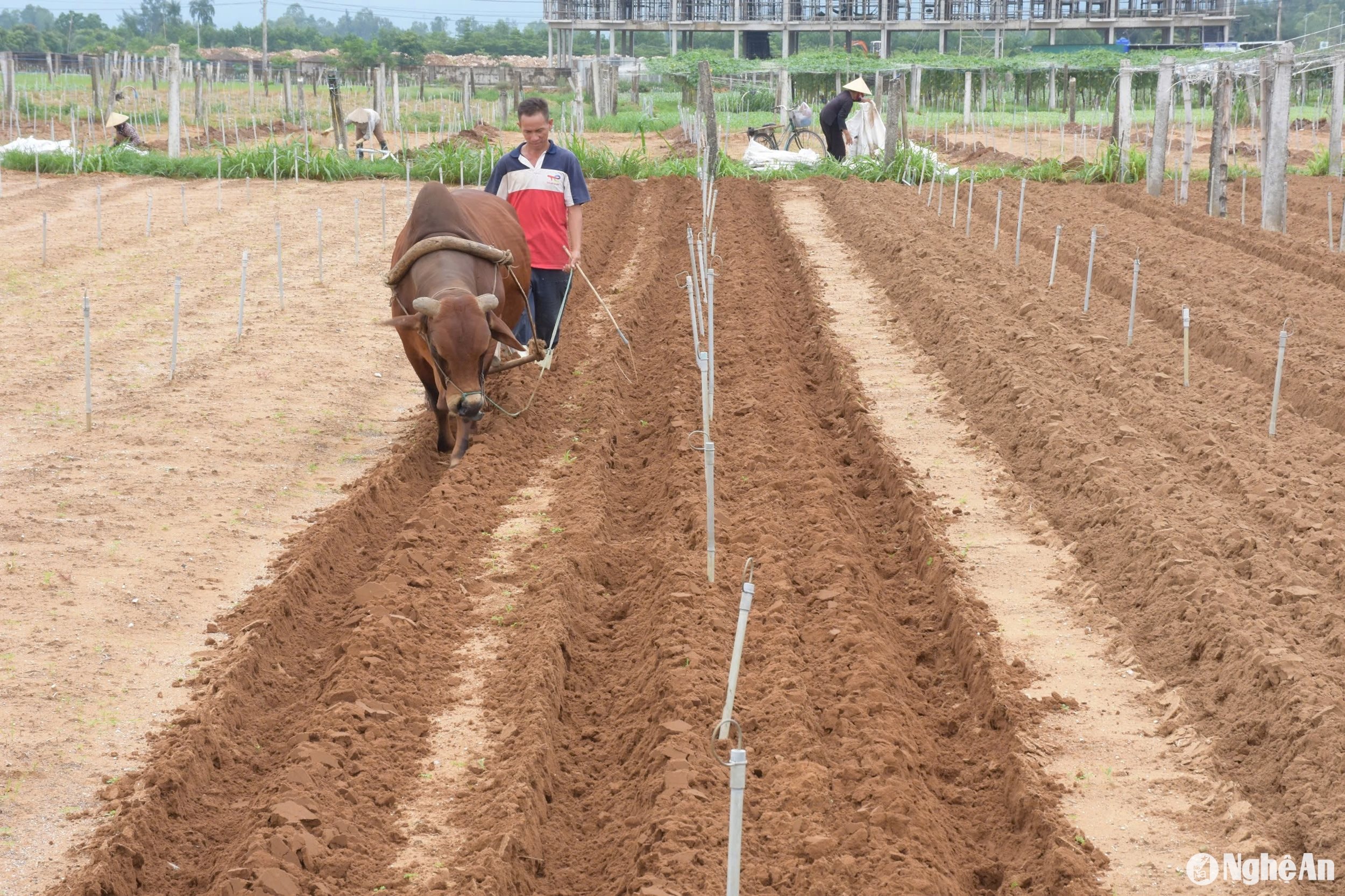 Nhiều diện tích ngập nặng không thể cứu vãn thì cày, xử lý đất để trồng lứa mới. Ảnh: T.P