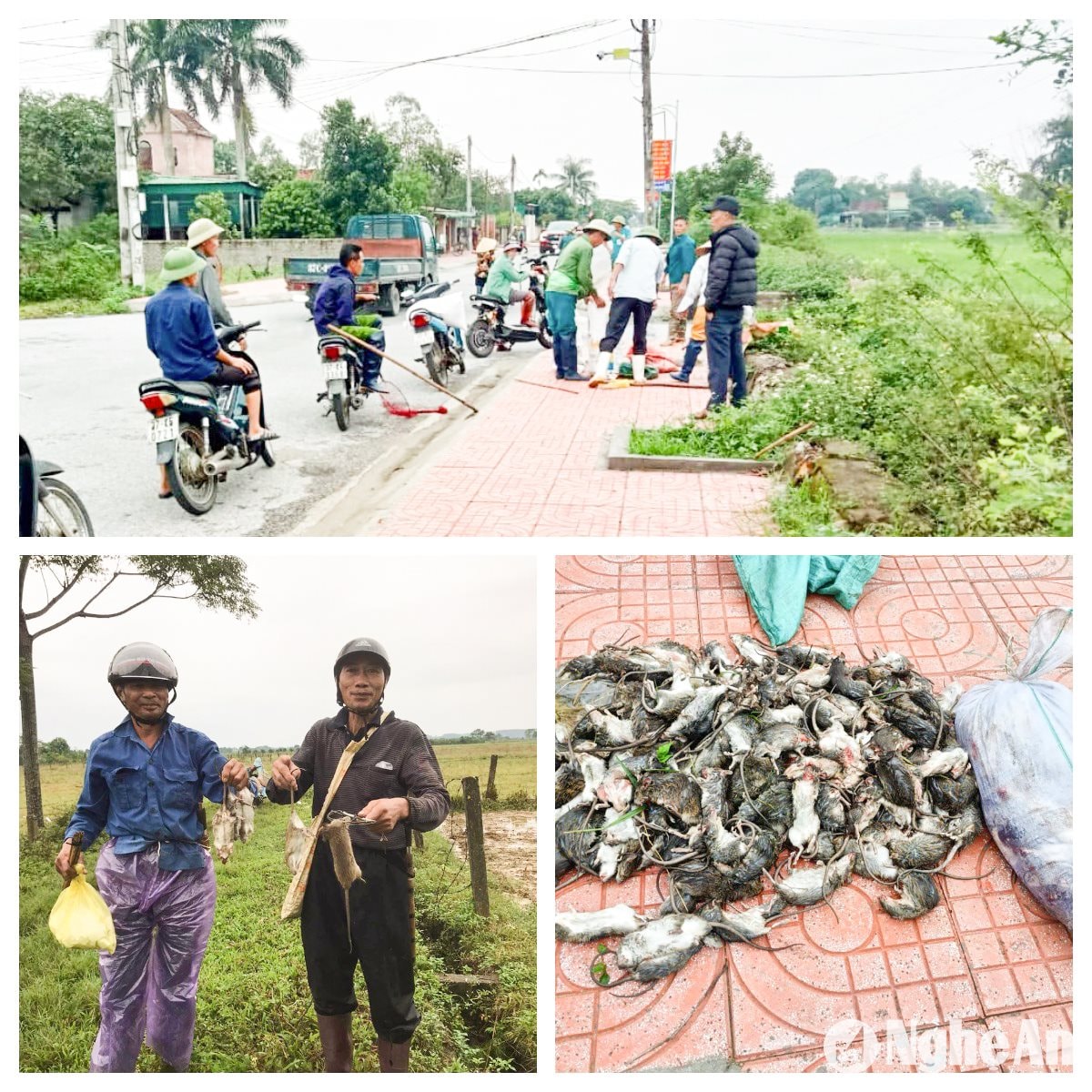 Đồng thời, phong trào “toàn dân ra quân diệt chuột” bảo vệ sản xuất vụ Xuân được triển khai đồng loạt tại các địa phương trong tỉnh. Ảnh: T.P