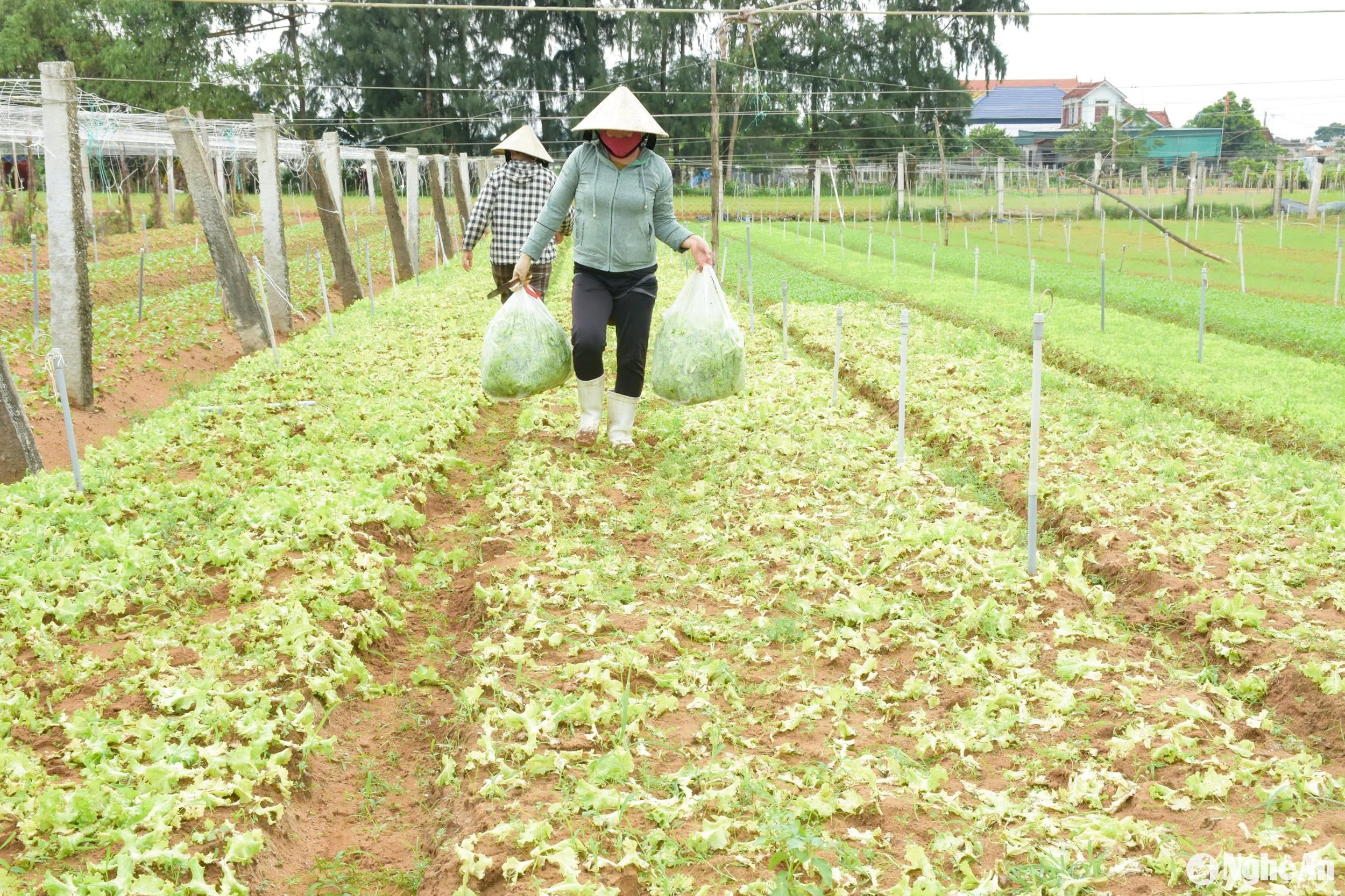 vớt xà lách