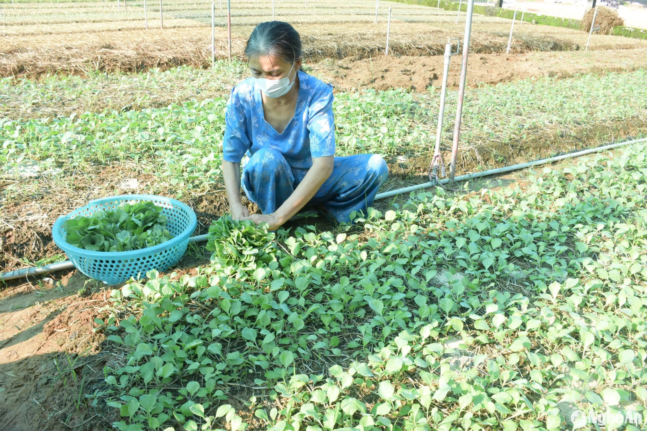 Chị Vũ Thị Liên, một hộ trồng rau giống lớn của xã Quỳnh Lương (Quỳnh Lưu) cho biết: “Với gần 3 sào đất chuyên canh cây giống, thời điểm hiện tại chị có khoảng 18 vạn cây giống các loại, hiện có khoảng 5 vạn cây đang cho thu hoạch. Mỗi năm gia đình chị thu về trên 250 triệu đồng từ bán cây rau giống”.