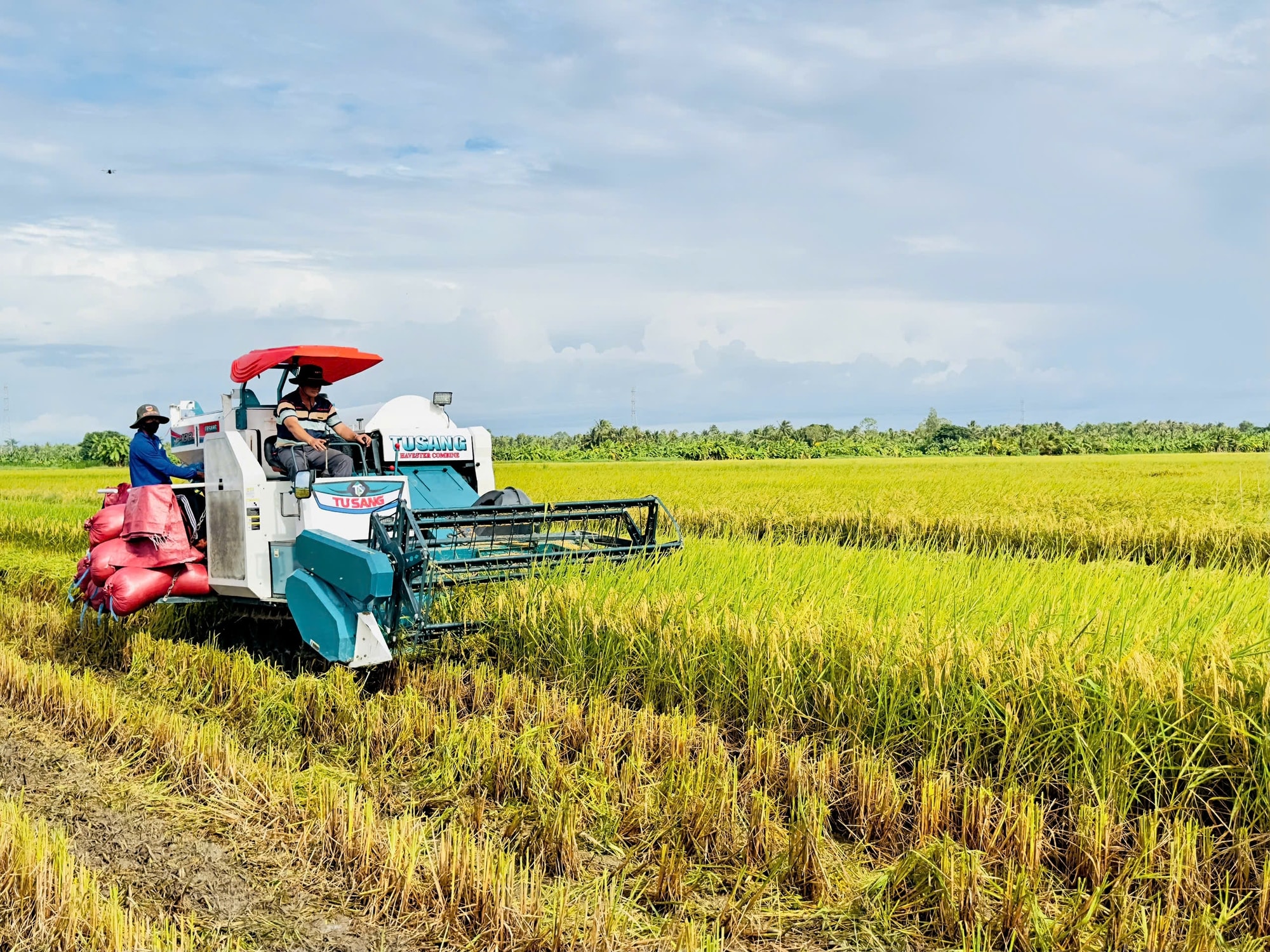 Giá lúa gạo hôm nay 27/9/2024: Giá gạo tiếp tục giảm nhẹ