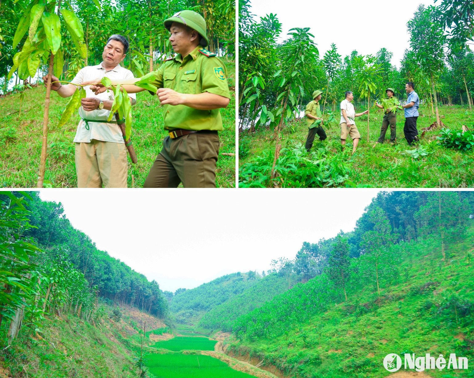 Cán bộ, đảng viên Trạm Quản lý bảo vệ rừng Na Chạng (Ban Quản lý Khu Bảo tồn thiên nhiên Pù Hoạt) hướng dẫn người dân trồng quế nâng cao thu nhập. Ảnh: Đình Tuyên