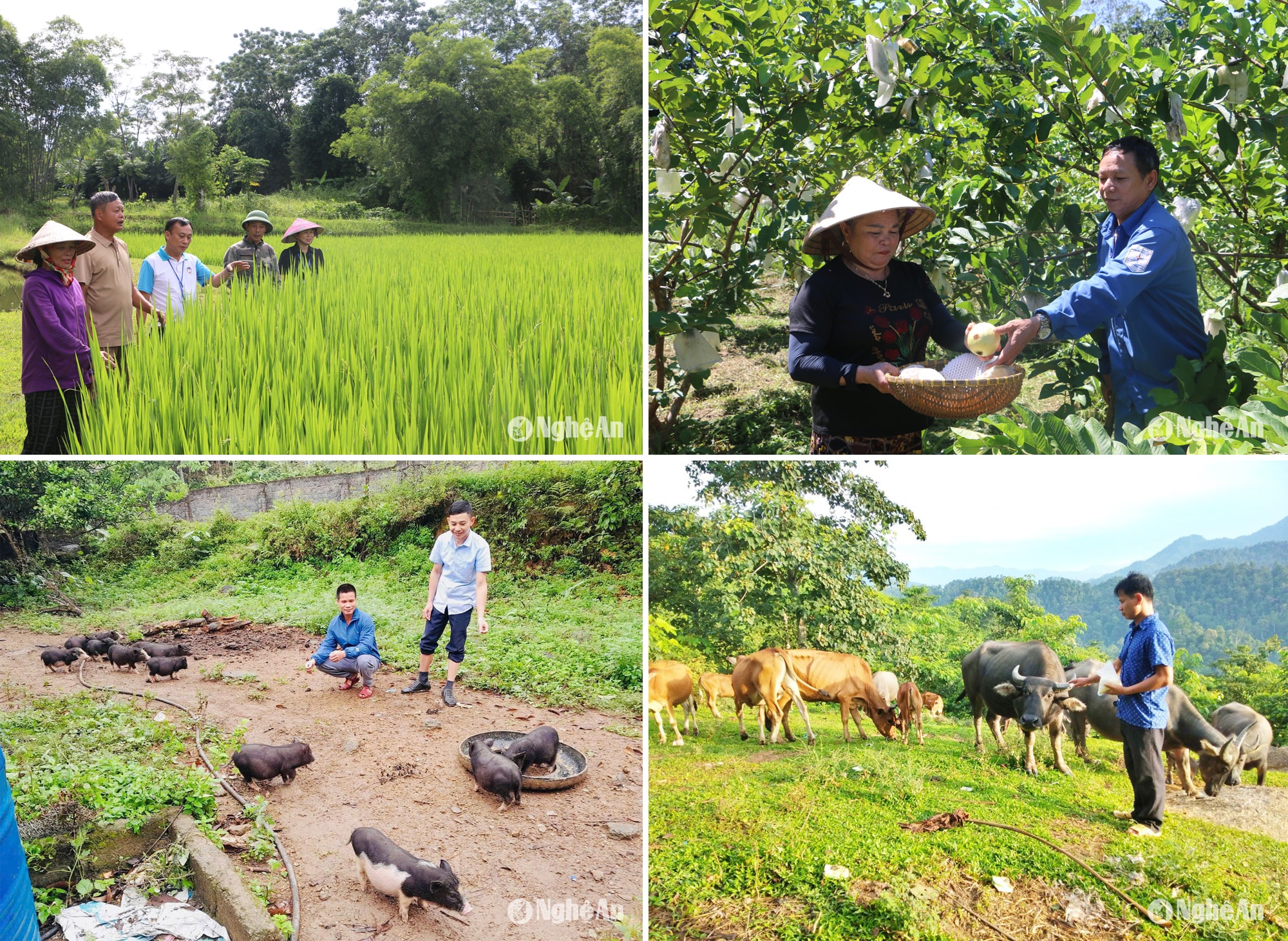 Các đảng viên luôn tiên phong trong phát triển kinh tế. Ảnh: Quỳnh An - Khánh Ly