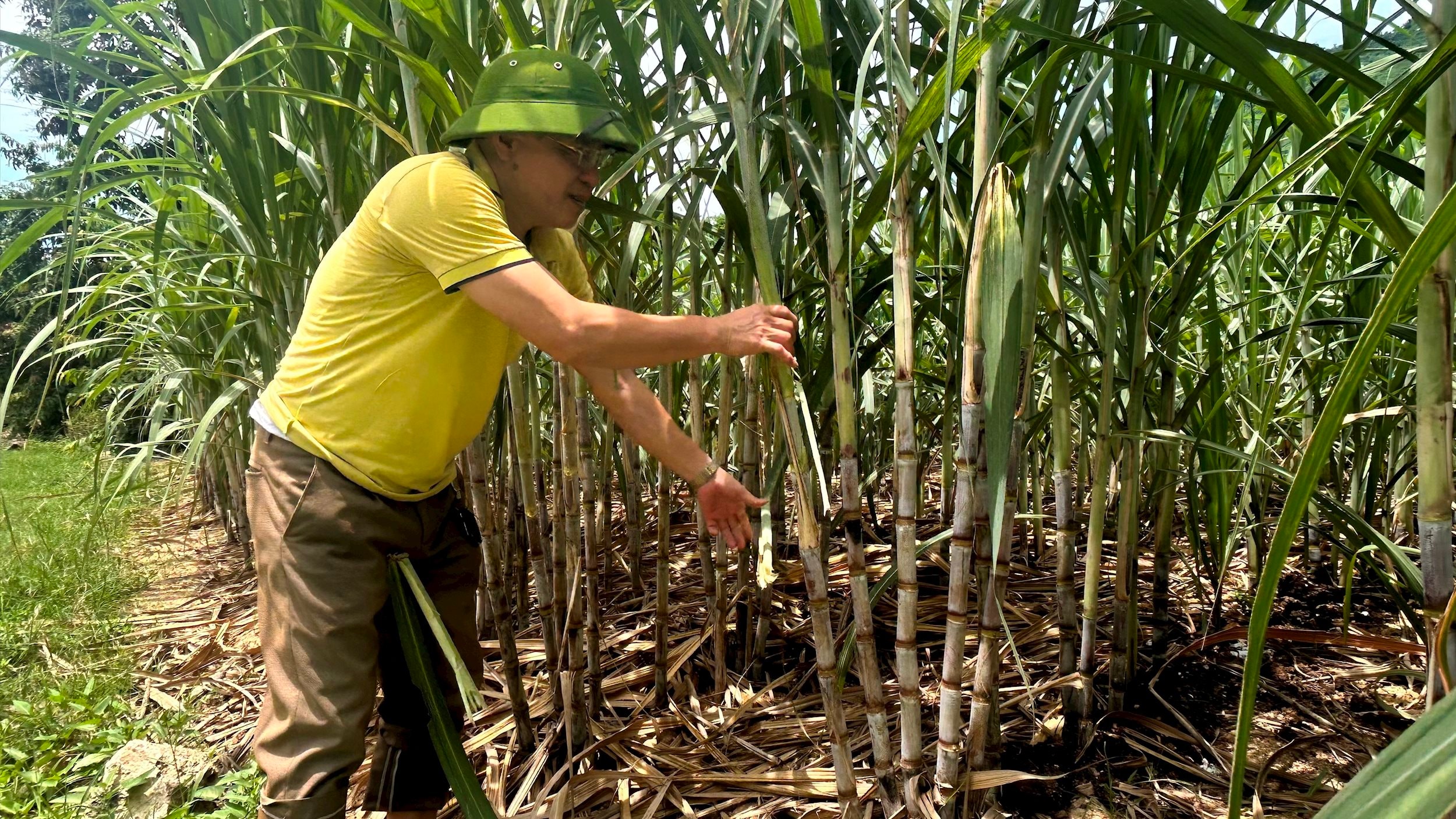 Cán bộ nông nghiệp xã Đồng Văn (Tân Kỳ) bên ruộng mía thâm canh. Ảnh: Trân Châu