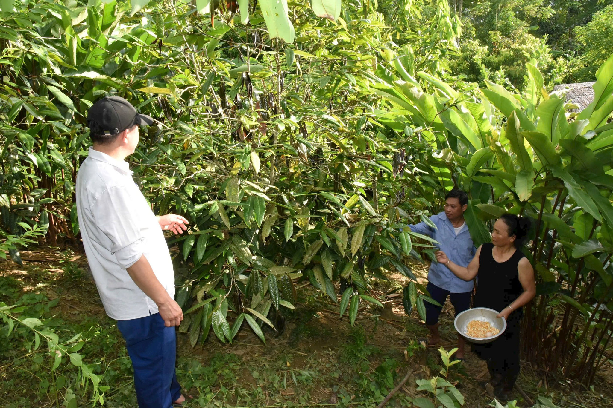 Nhiều hộ có thu nhập khá từ cây chè hoa vàng. Ảnh: T.P