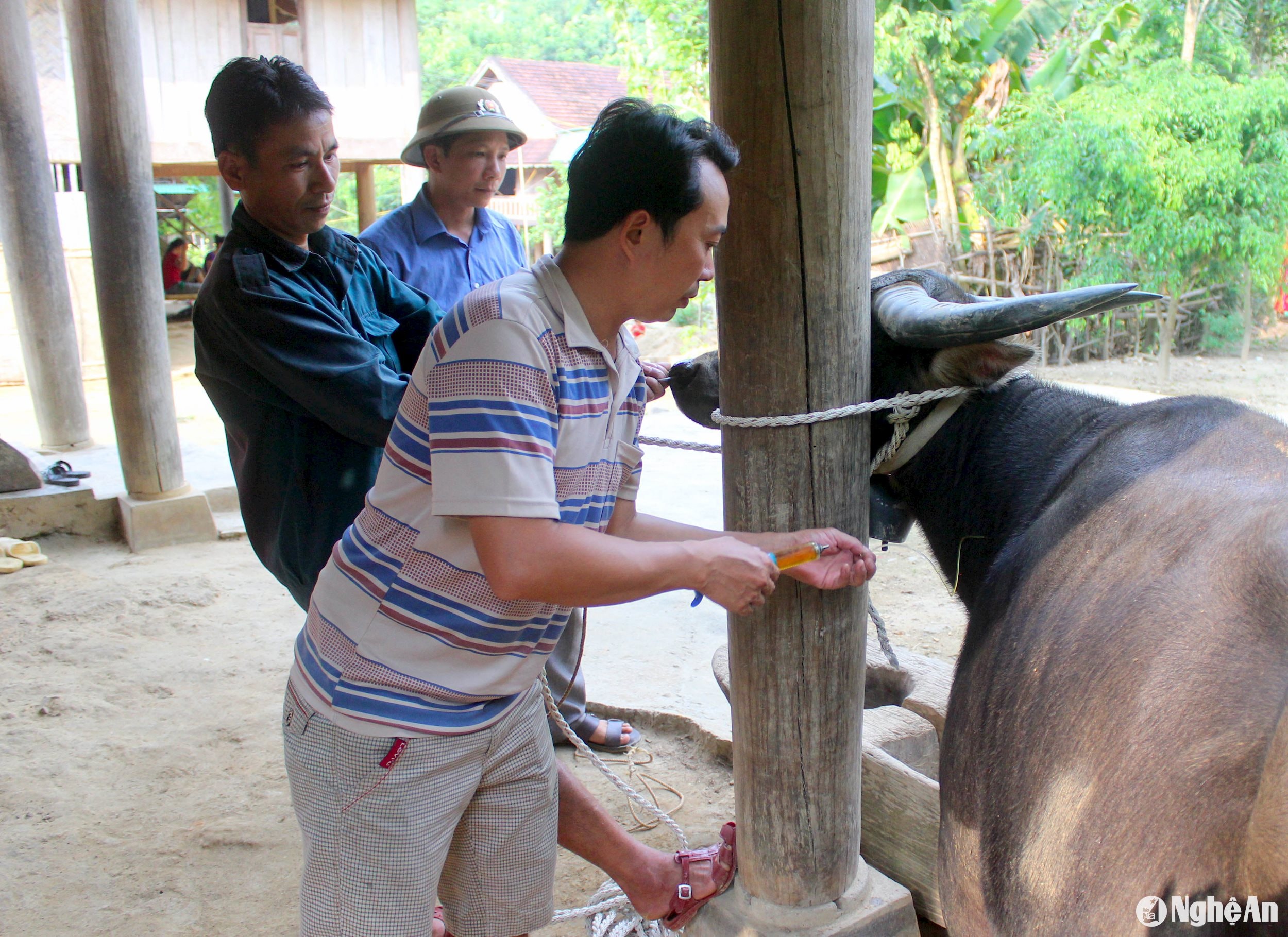 tiêm phòng tụ huyết trung cho trâu tại bản Vắng Lin xã Yên Thắng huyện Tương Dương_ảnh Quang An