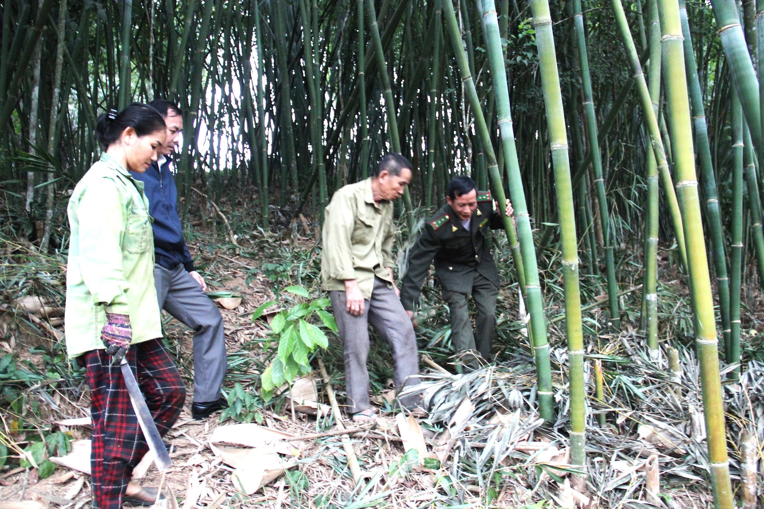 Cán bộ ngành Kiểm Lâm huóng dẫn bà con ở Quỳ Châu trồng rừng Lùng mang lại hiệu quả kinh tế cao. Ảnh Hoàng Vĩnh