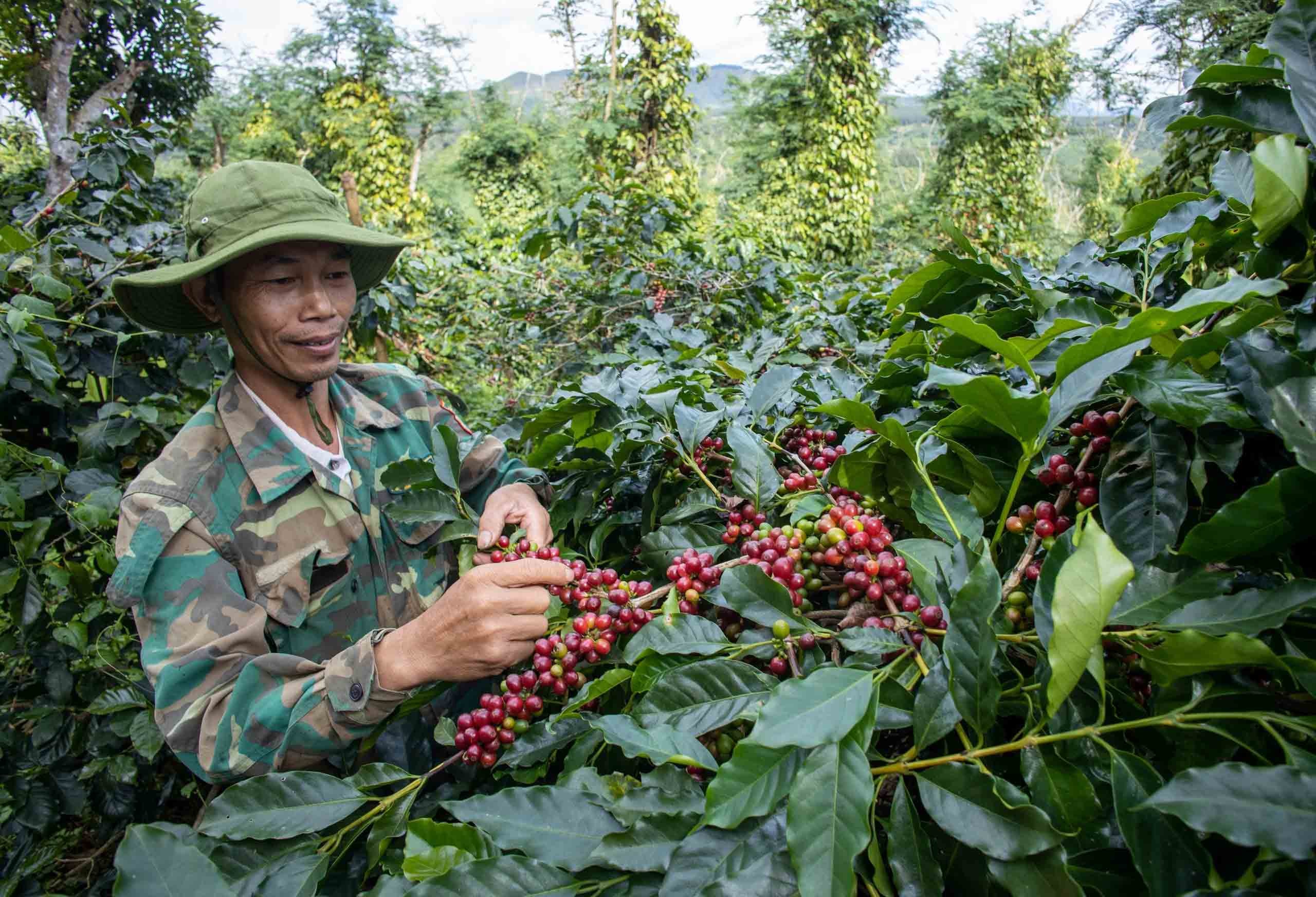 Giá cà phê hôm nay 12/10/2024: Tiếp tục tăng nhẹ