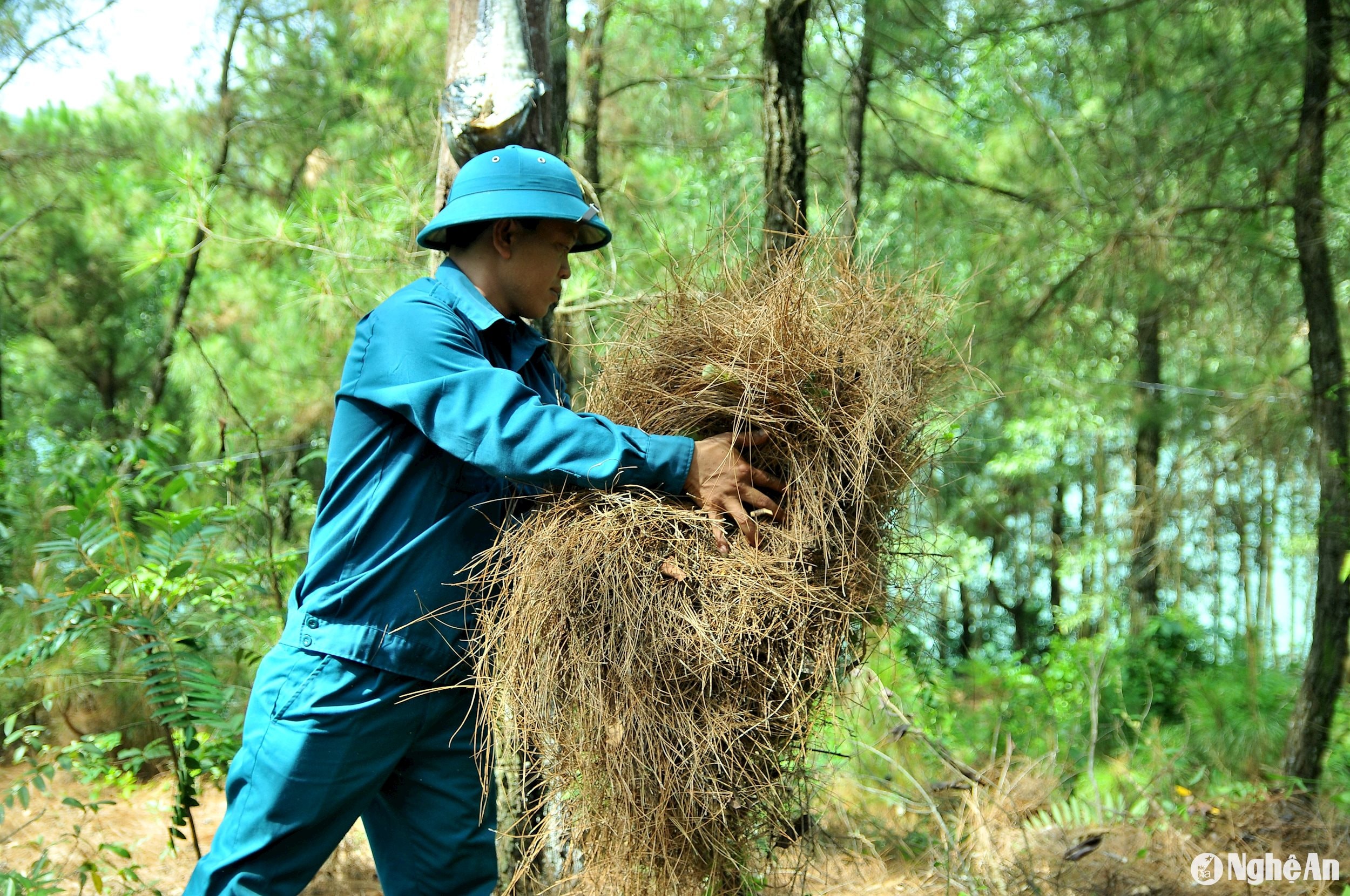 diễn phú dd