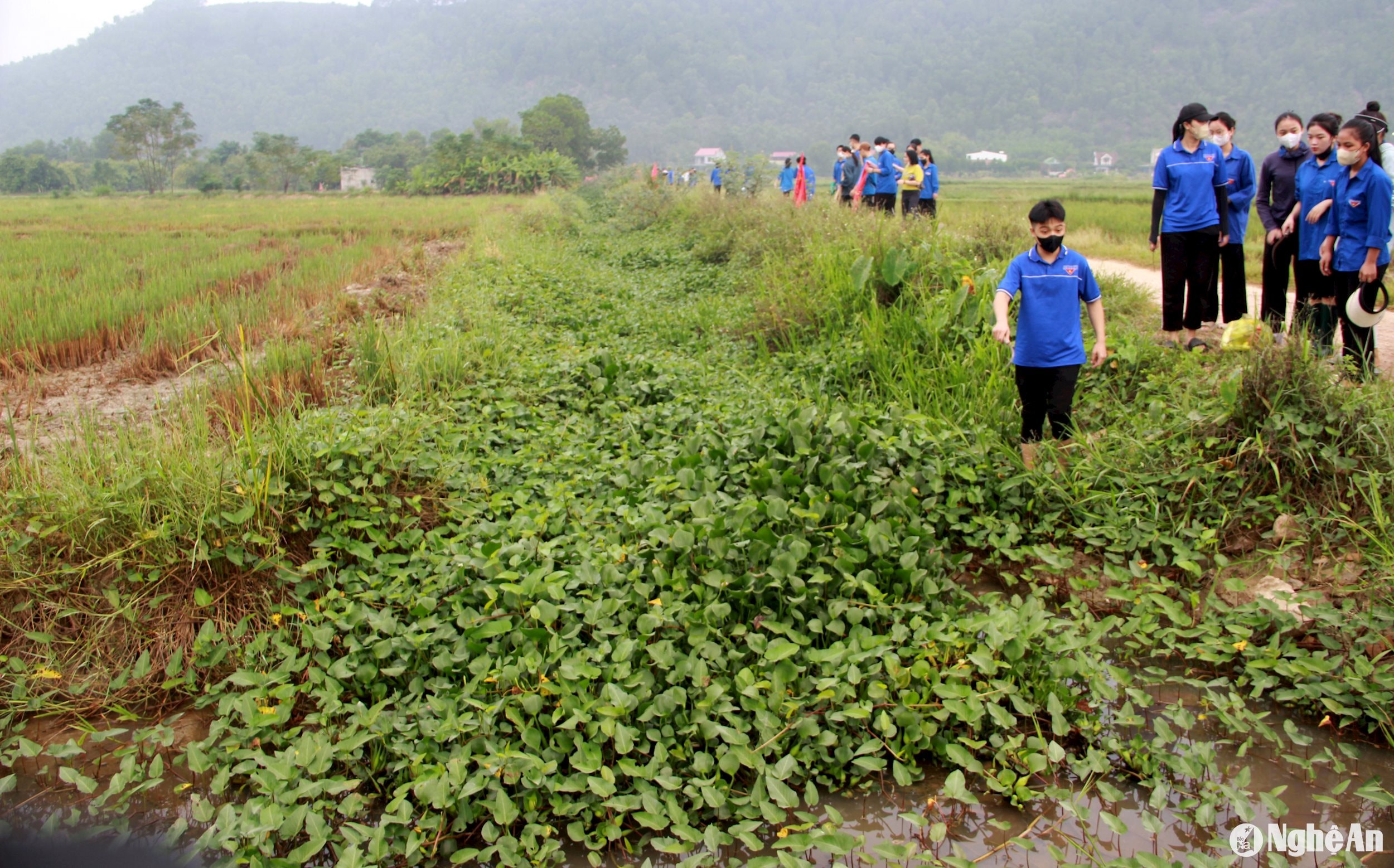 bèo bịt kín