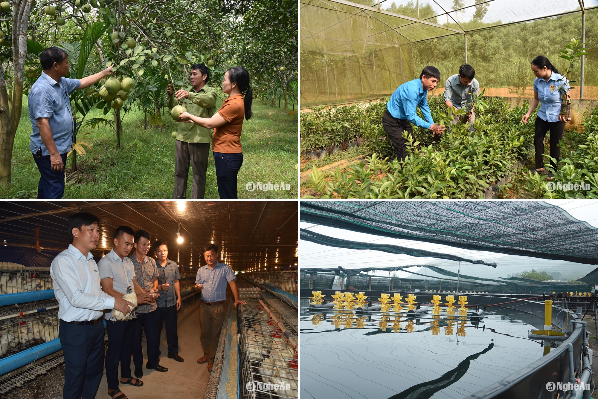 Trên địa bàn tỉnh xuất hiện nhiều nông dân đổi mới tư duy, phát triển nhiều mô hình mang lại hiệu quả kinh tế cao. Ảnh: TL