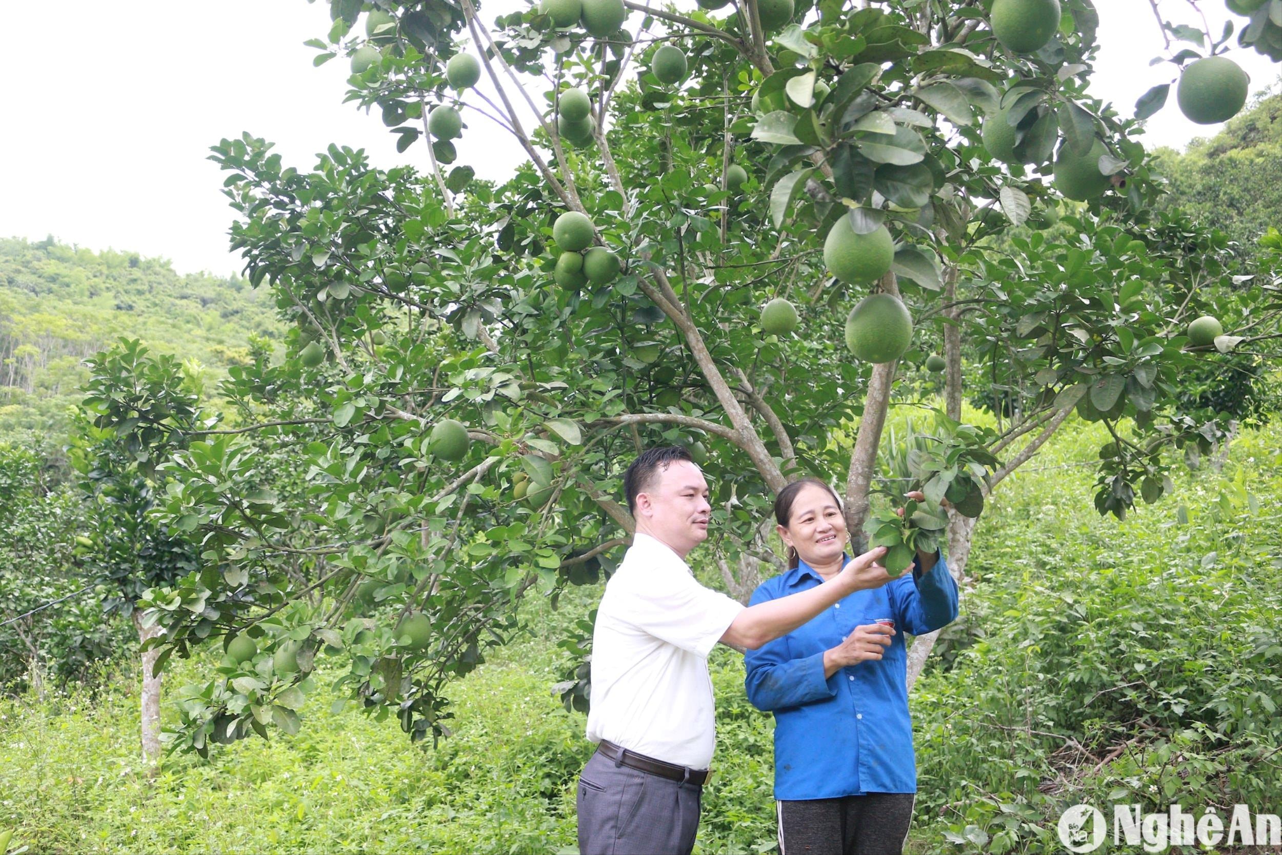 ong-nguyen-dinh-hien-bi-thu-dang-uy-xa-xa-luong-tham-mo-hinh-trong-cay-an-qua-cua-ho-ong-tran-cong-chinh-va-ba-vu-thi-tot-o-ban-cua-rao-2.jpg