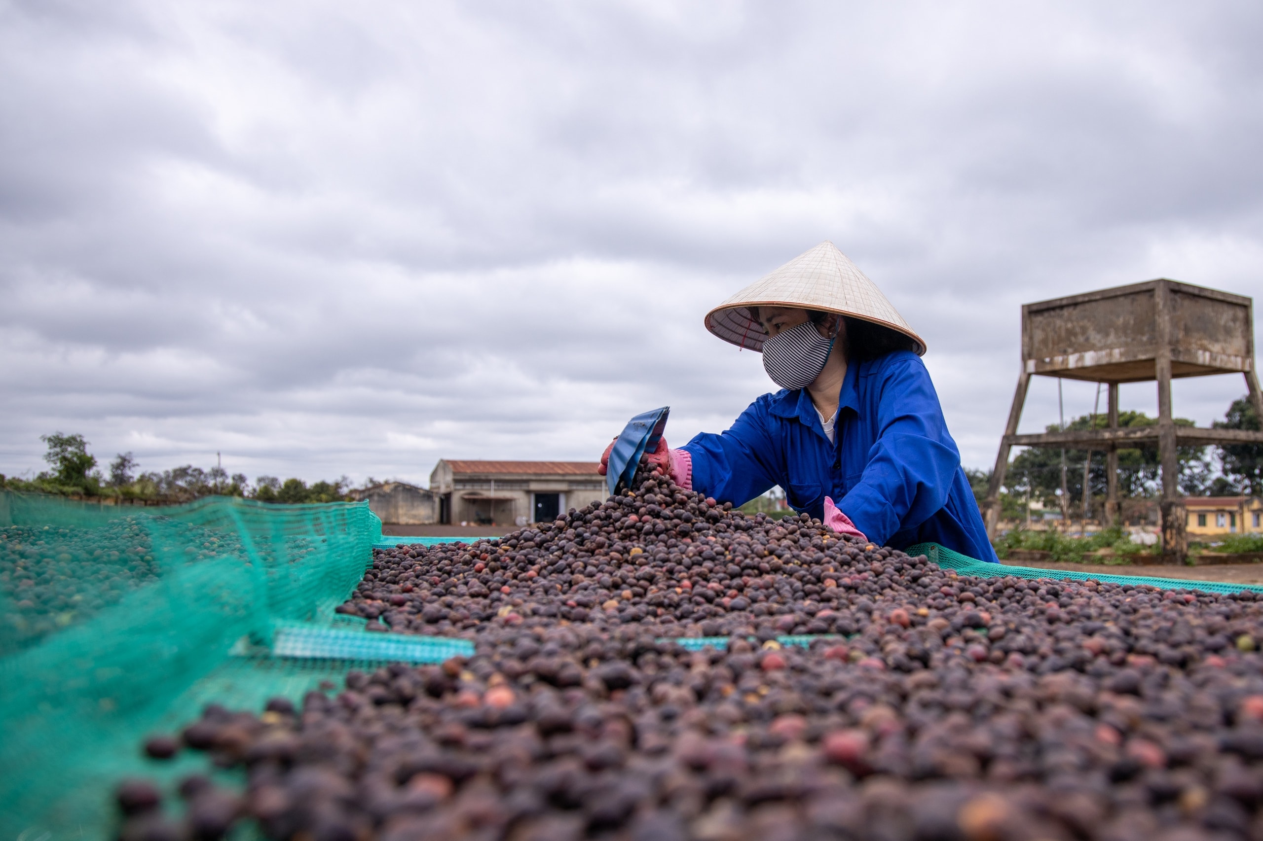 Giá cà phê hôm nay 15/10/2024: Tăng giảm trái chiều 100 đồng/kg