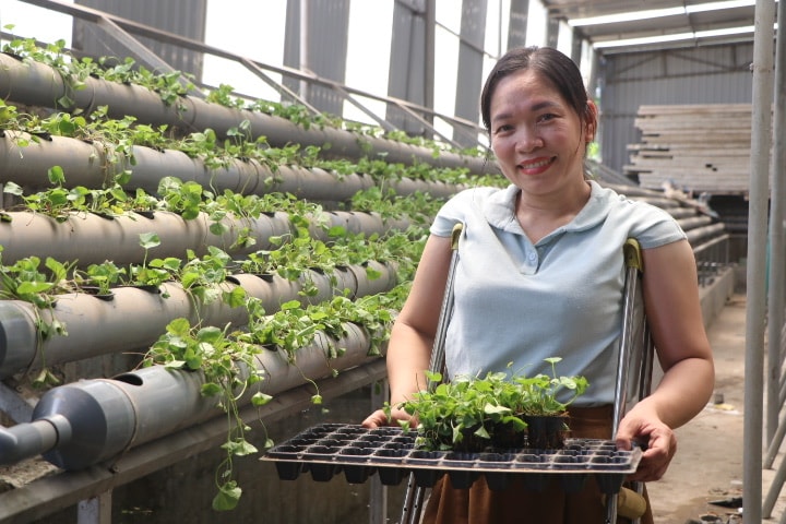 Mô hình “Trồng rau má theo hướng thủy canh tuần hoàn” của chị Phạm Thị Phượng (sinh năm 1982). Ảnh: Thanh Quỳnh