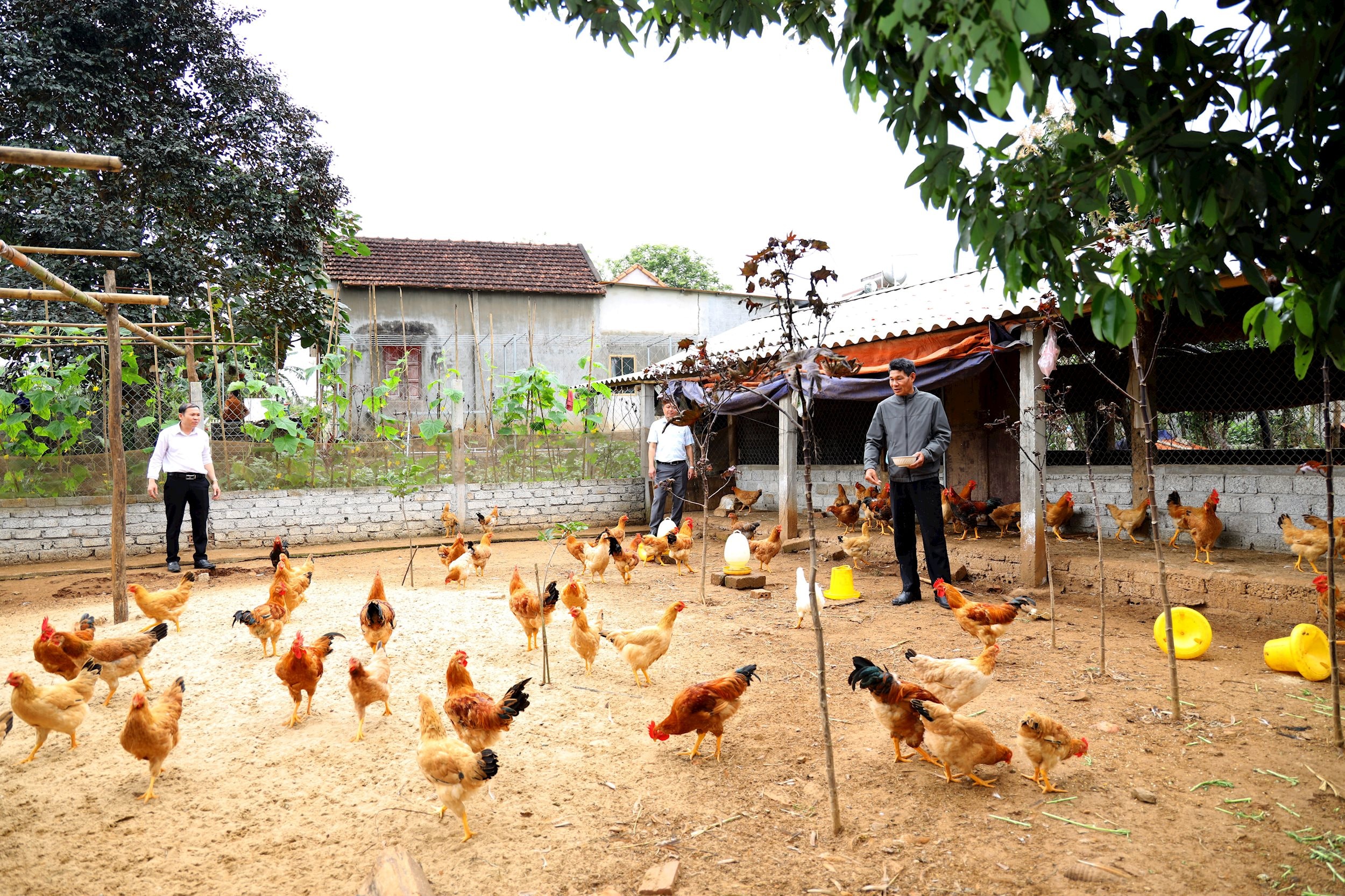 5-Khu chăn nuôi trong vườn mẫu gia đình ông Lê Trọng Mừng- Nghĩa Lợi- Nghĩa Đàn-Ảnh Nguyên Sơn