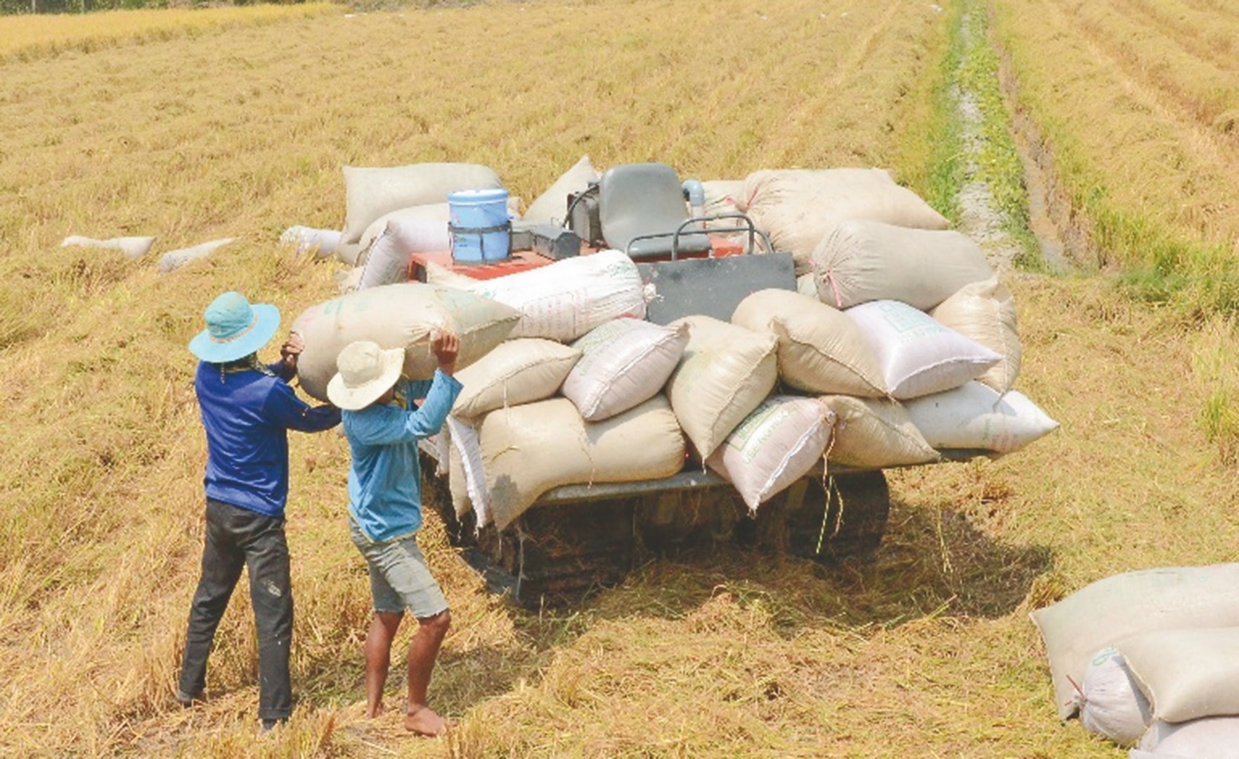 Giá lúa gạo hôm nay 17/10/2024: Giá gạo trong nước giảm nhẹ