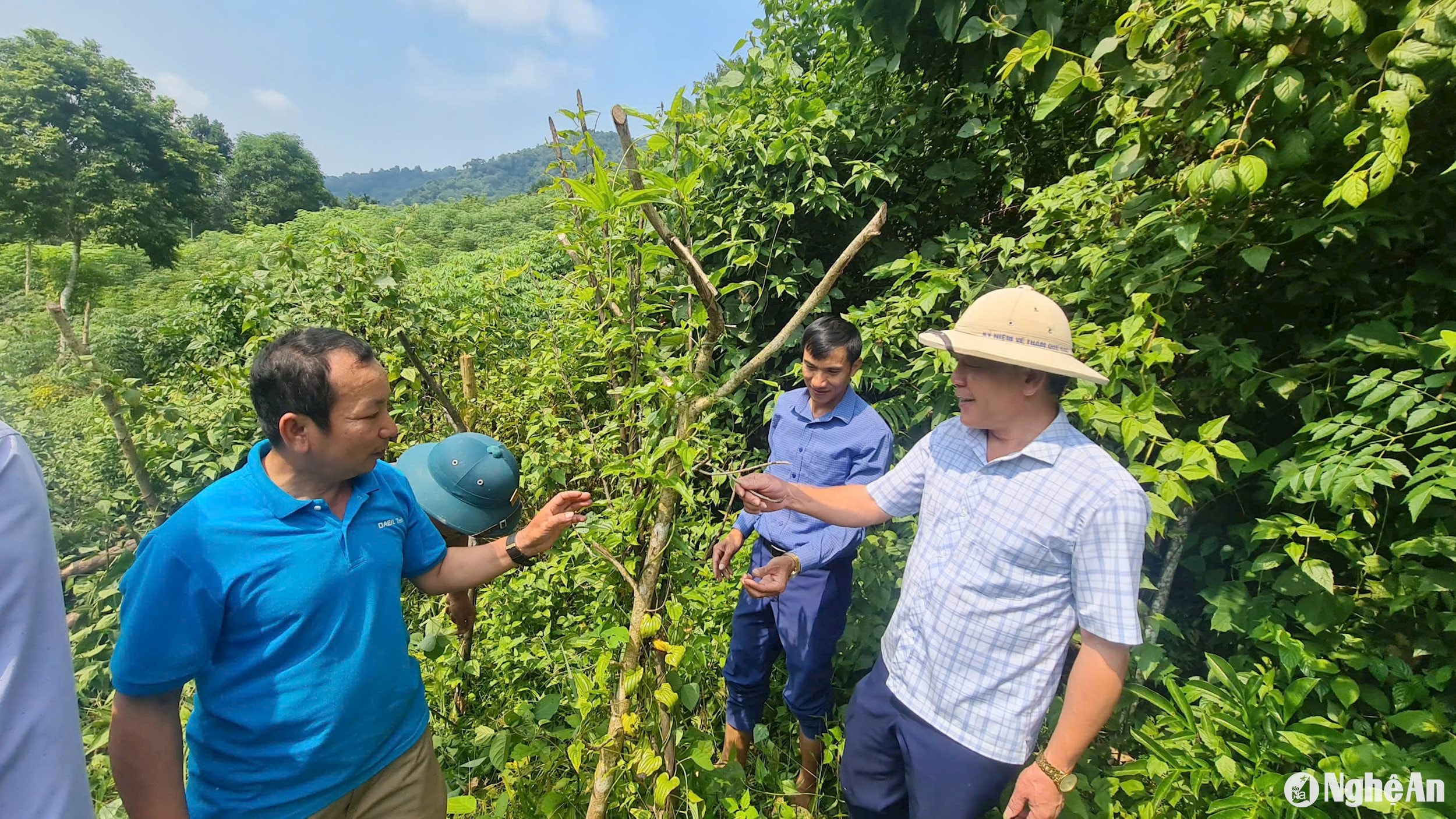 Cộng đồng phát triển cây dược liệu dưới tán rừng tự nhiên ở Tương Dương - Bài 2: Đổi thay ở Na Kho 