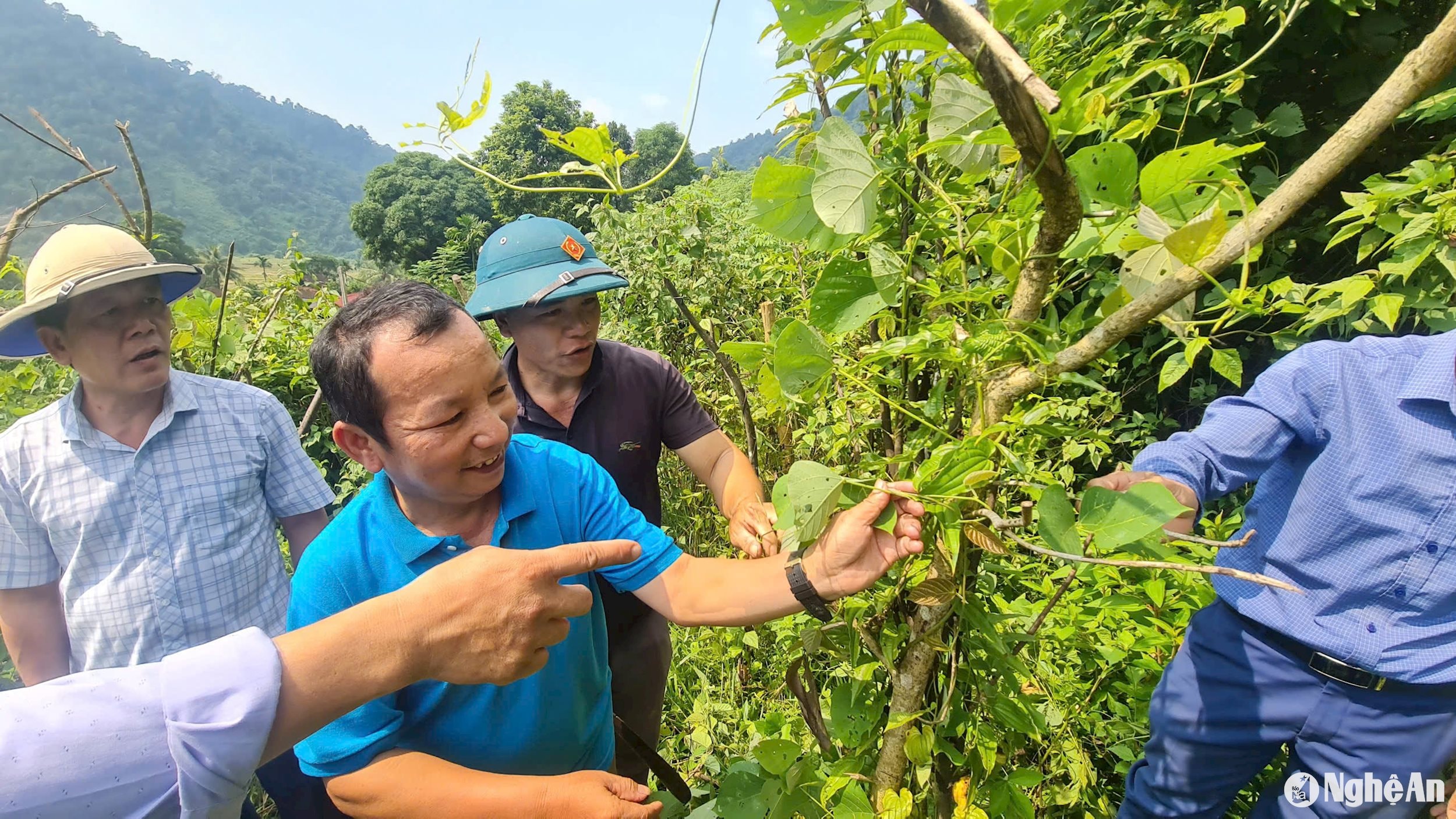 Cán bộ Phòng Nông nghiệp và Phát triển nông thôn huyện Tương Dương cùng cán bộ xã Nga My, bản Xốp Kho thăm vườn cây bách bộ...