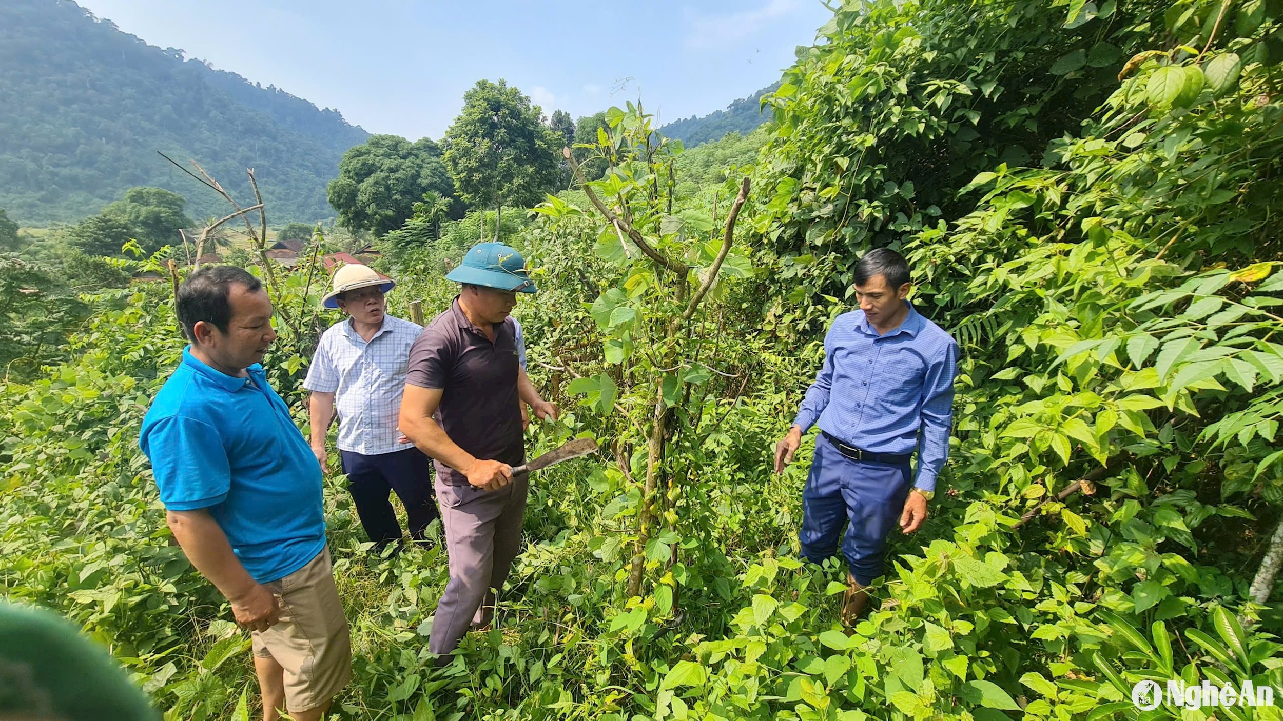 Cán bộ Phòng Nông nghiệp và Phát triển nông thôn huyện Tương Dương cùng cán bộ xã Nga My, bản Xốp Kho thăm vườn cây bách bộ.