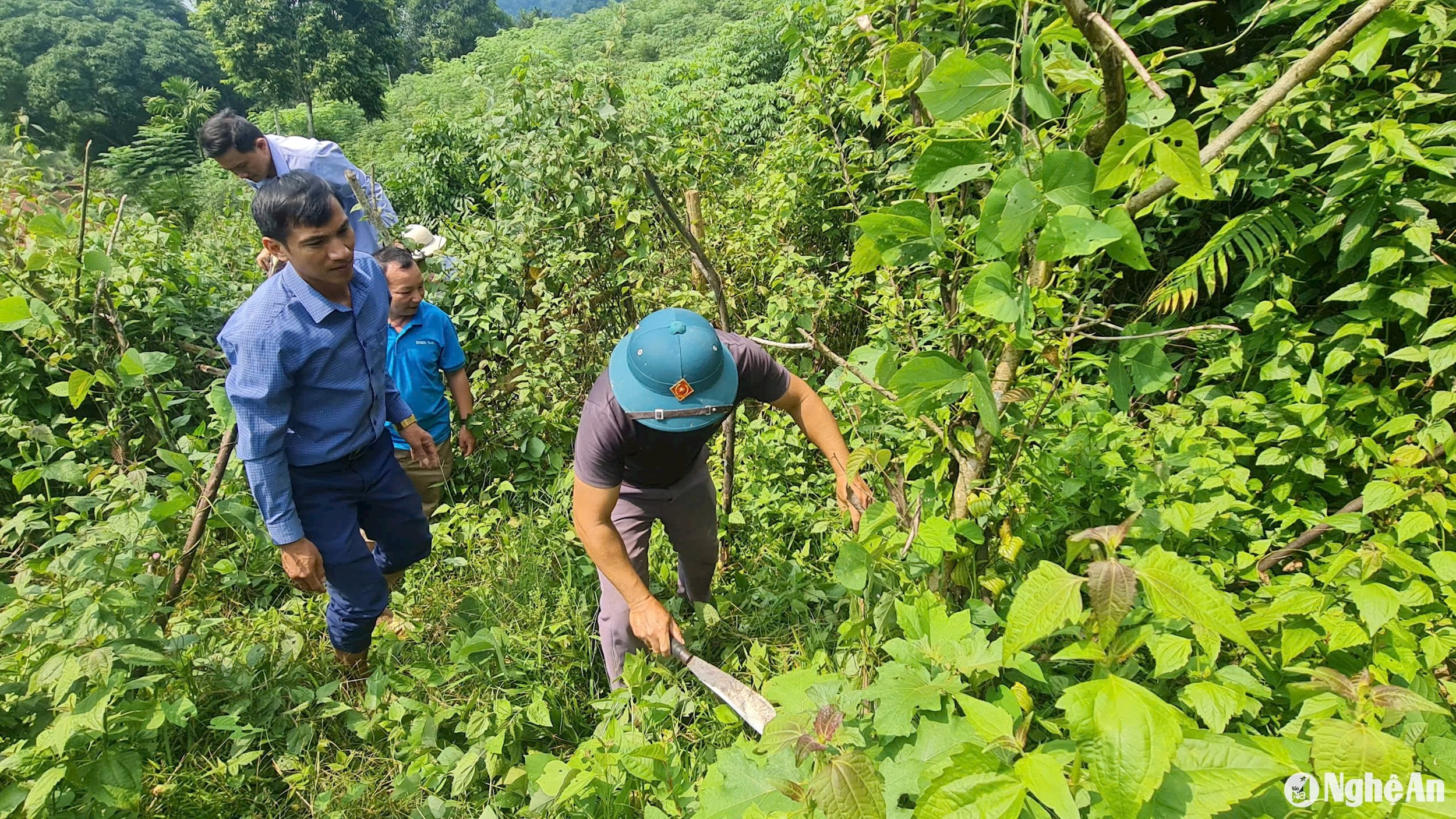 Người dân bản Xốp Kho chăm sóc vườn cây bách bộ