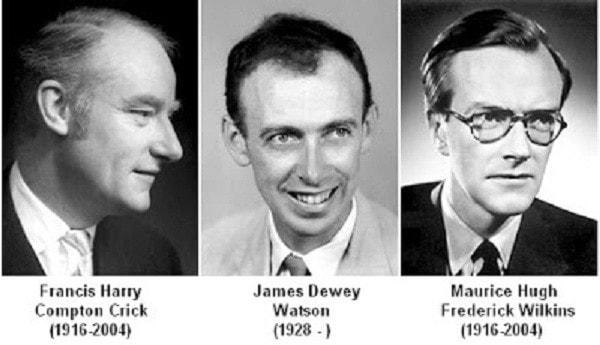 francis-crick-james-watson-va-maurice-wilkins-57020-1729139798.jpg