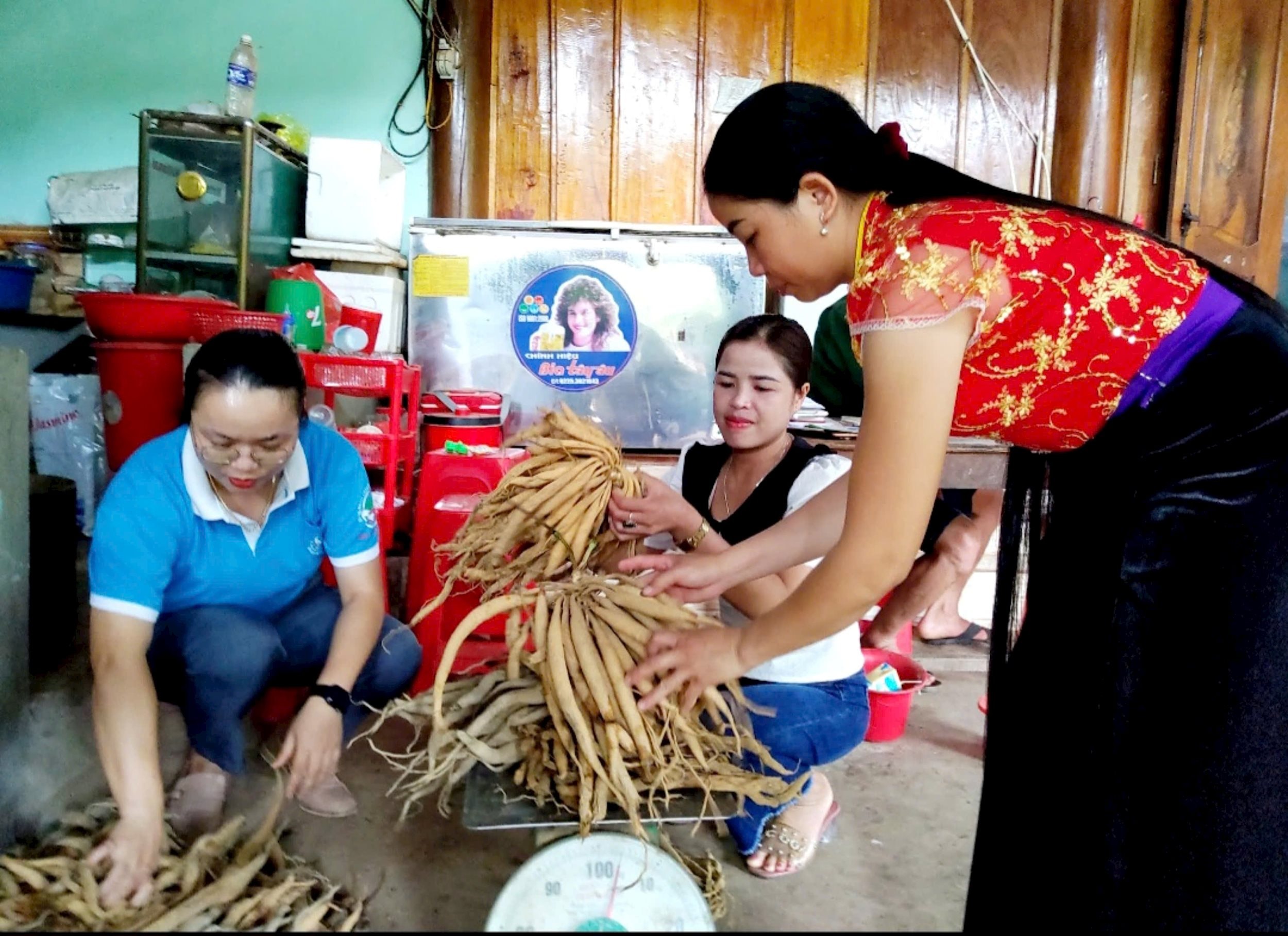 Người dân Tương Dương khai thác củ bách bộ tự nhiên. Ảnh: Hoài Thu