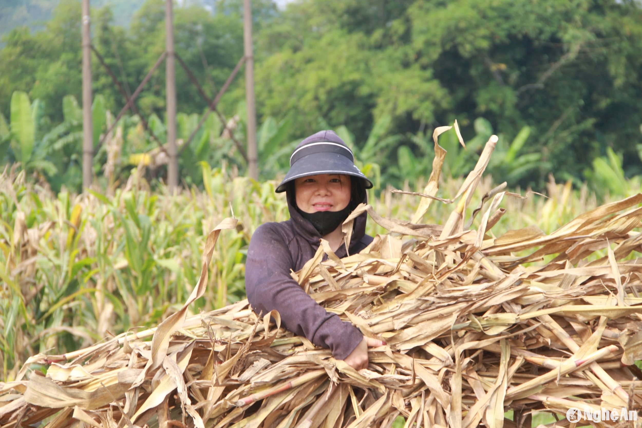 Chị Ngân Thị Tâm xã Tam Quang thu hoạch lứa ngô cũ chuẩn bị xuống giống vụ mới