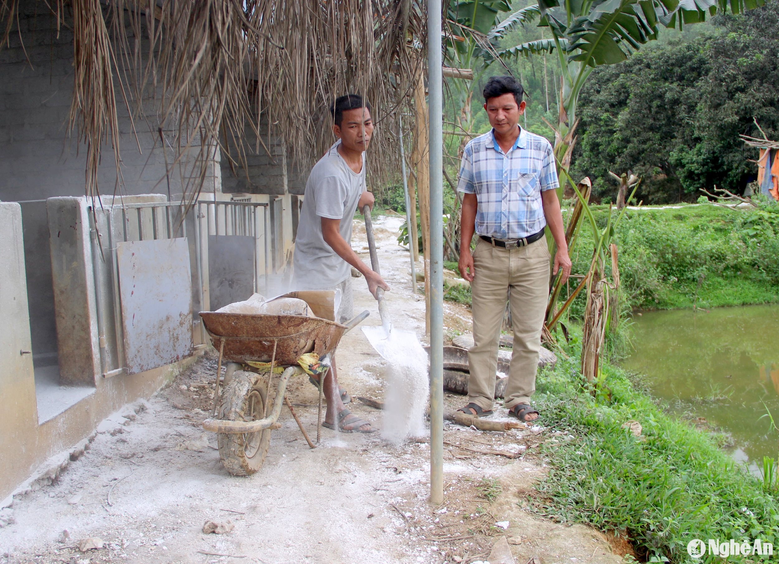 người chăn nuôi tăng cường rắc vôi bảo vệ đàn lợn_ảnh Quang An