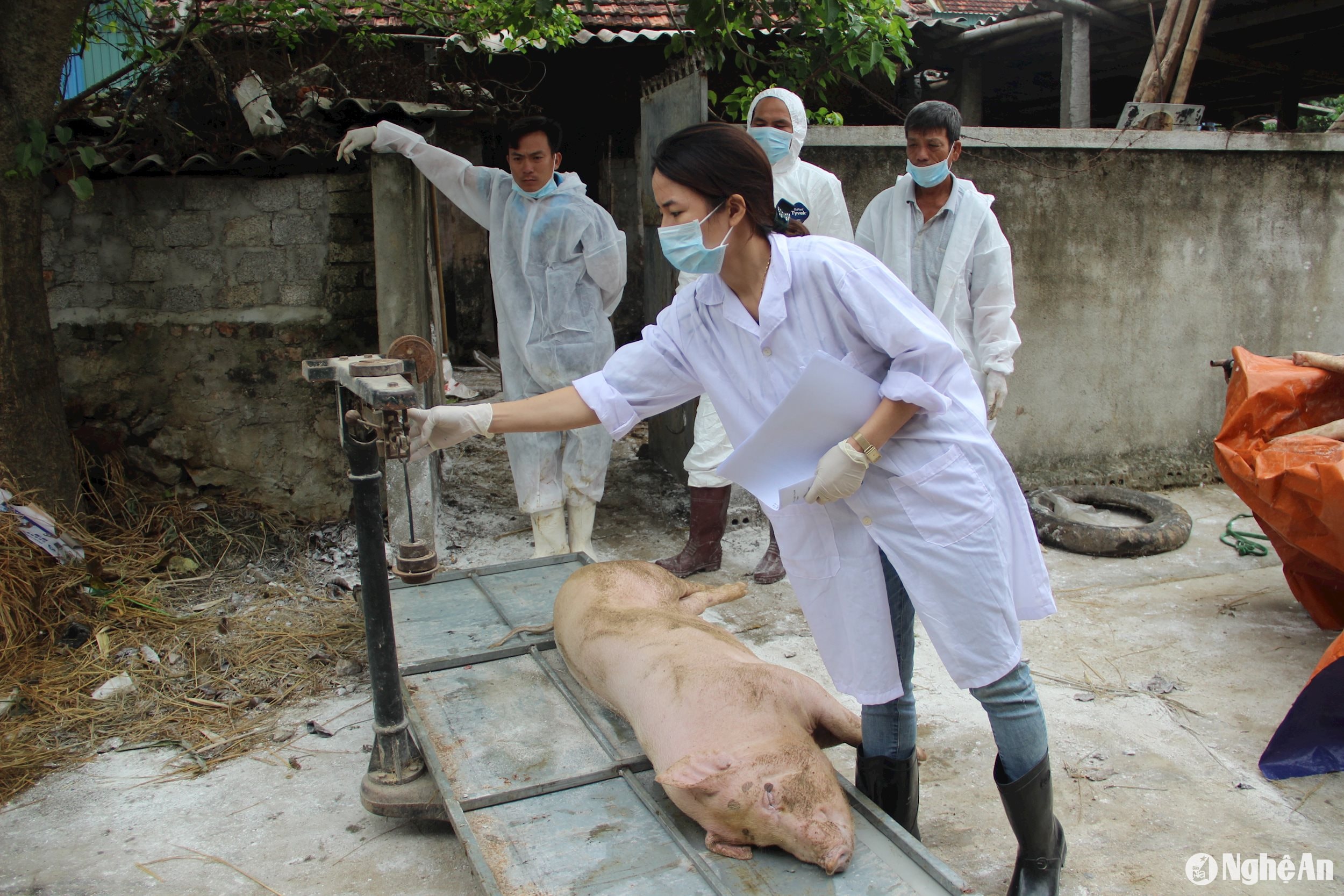 Tiêu hủy lợn nhiễm dịch tả lợn châu Phi. Ảnh: Quang An