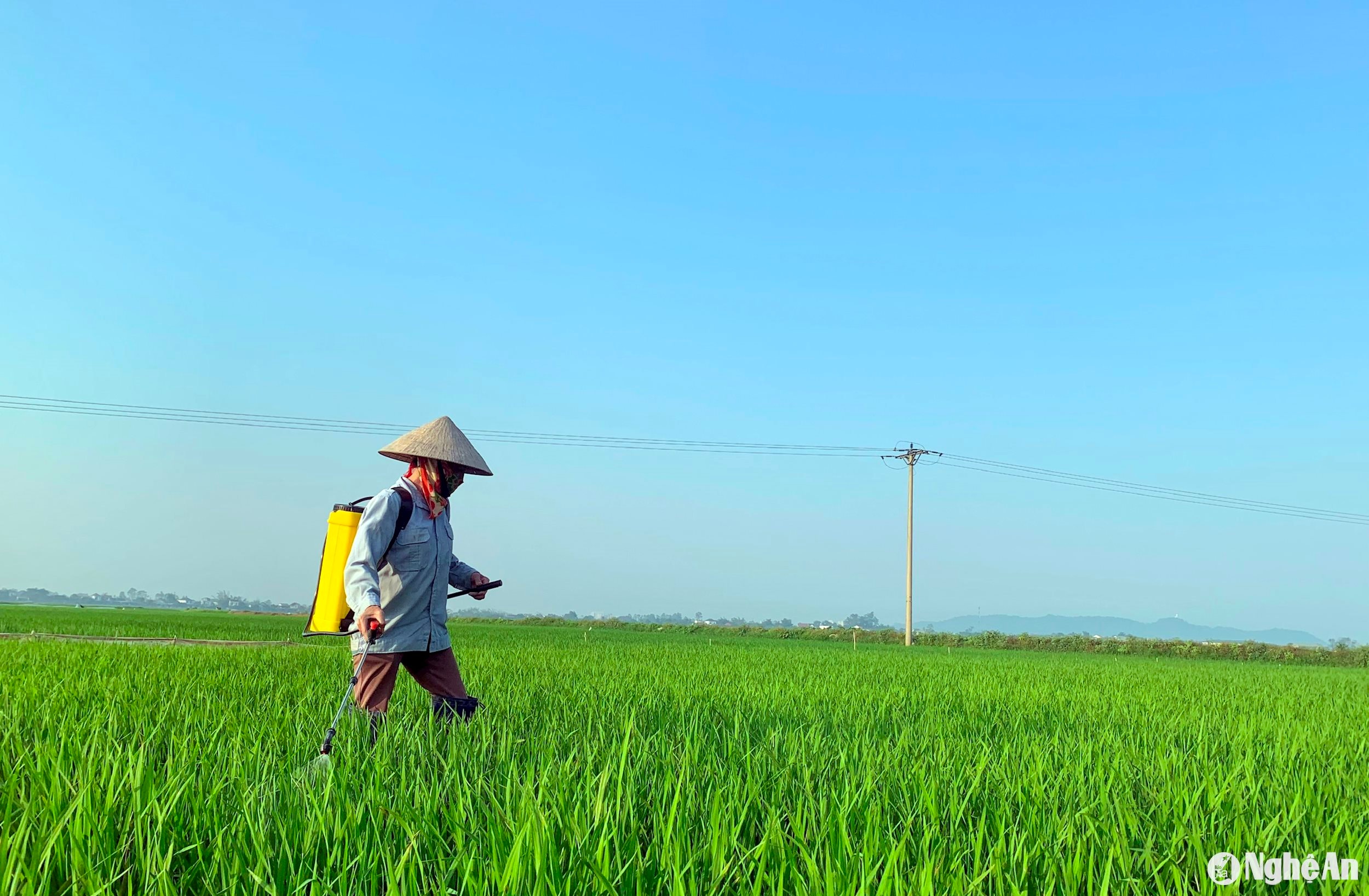  Nông dân Hưng Lợi, Hưng Nguyên phòng trừ bệnh đạo ôn trên lúa xuân. Ảnh- Phú Hương