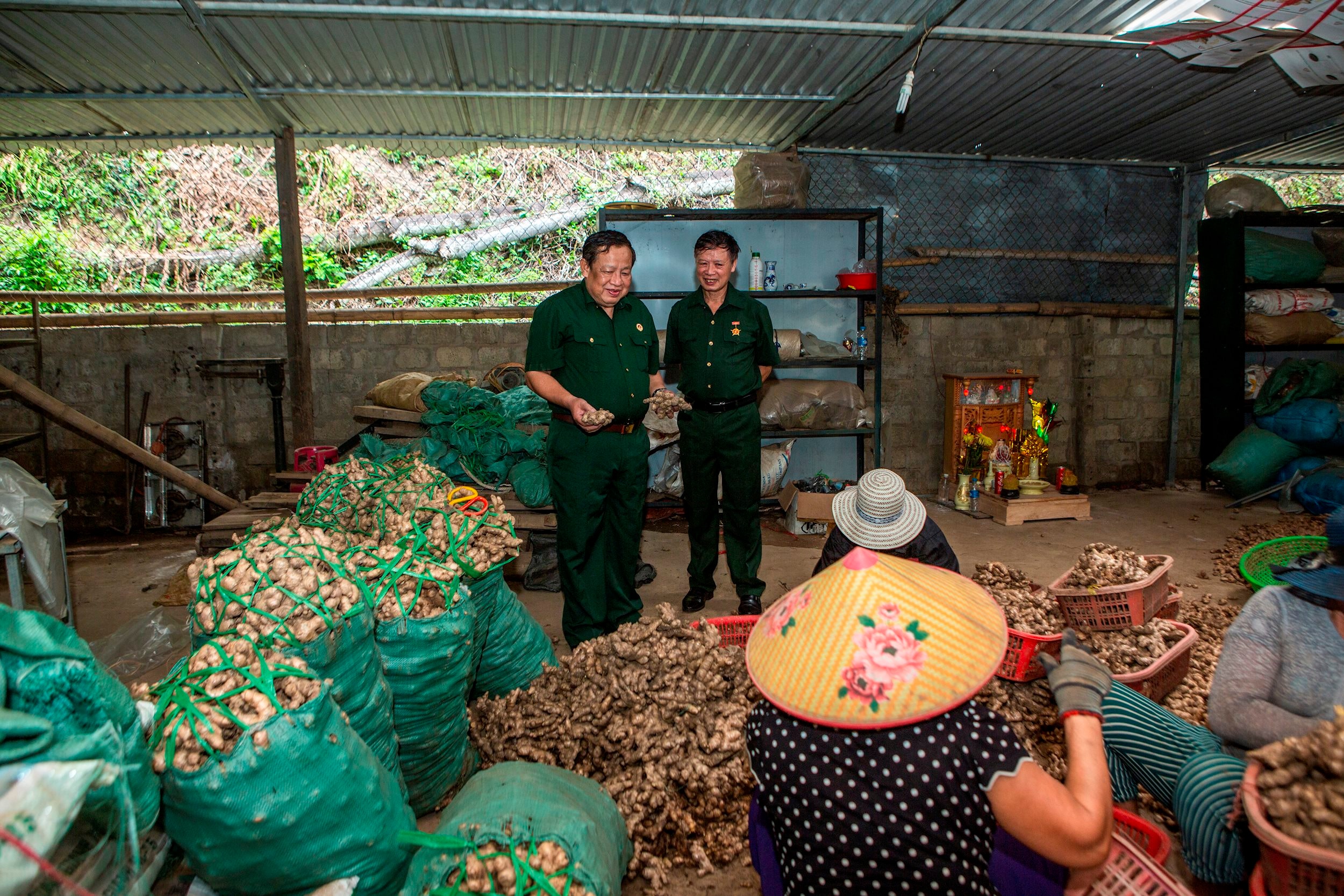 Lãnh đạo Hội CCB huyện Kỳ Sơn tham quan cơ sở chế biến gừng xuất khẩu của HTX Dịch vụ nông nghiệp và TTCN Hương Sơn do CCB Nguyễn Văn Luân làm Giám đốc. Ảnh: Trần Đức