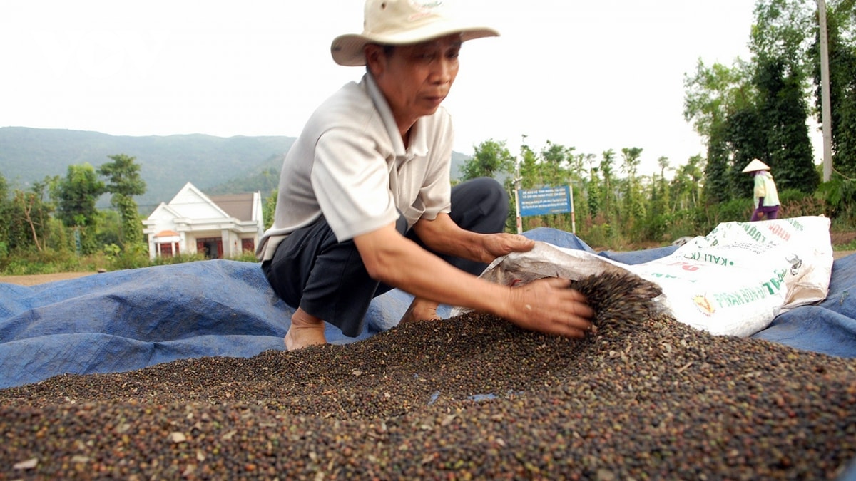 Giá tiêu hôm nay 30/10/2024: Tăng mạnh trở lại