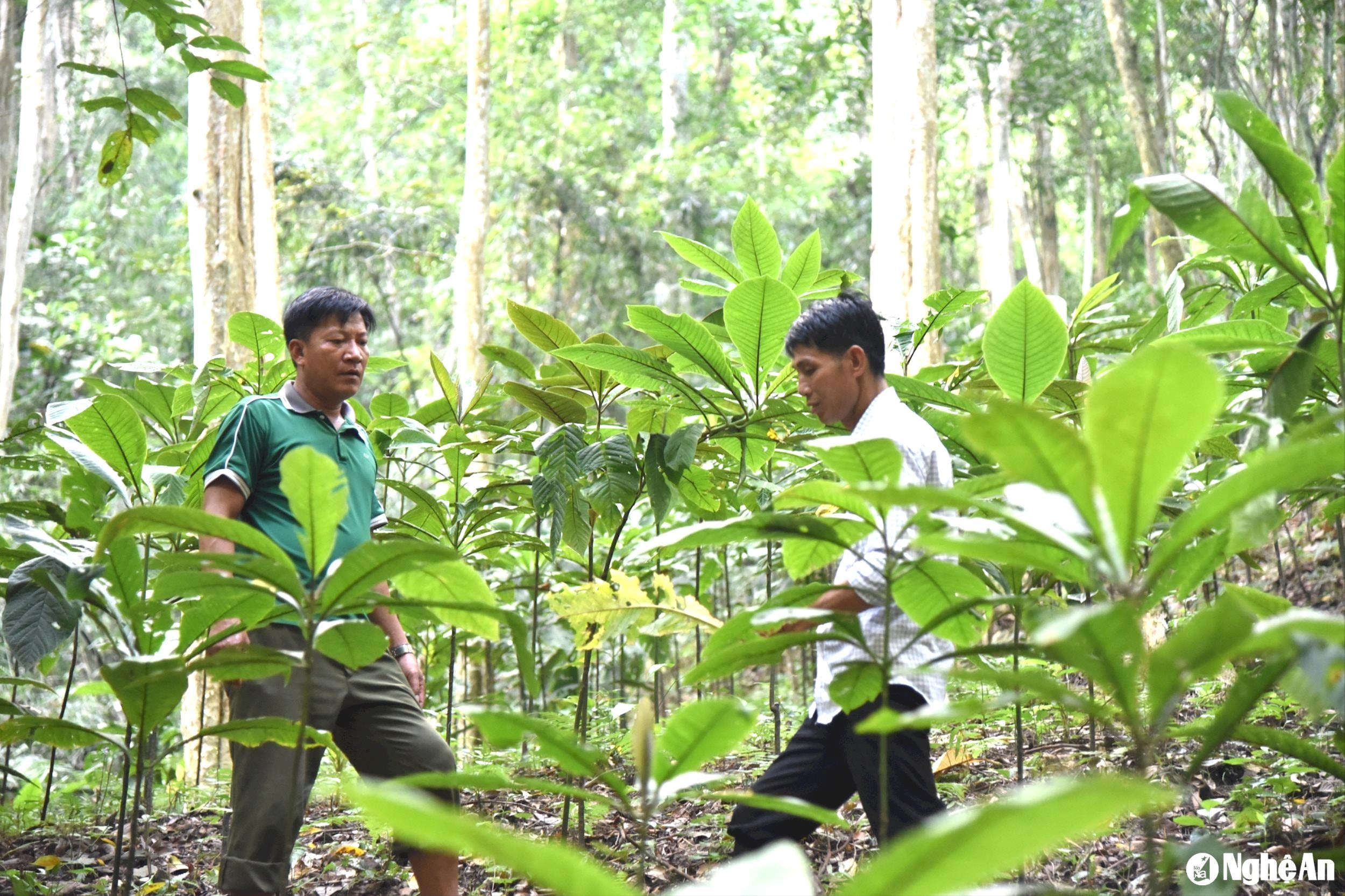 Mô hình trồng khôi nhung tía dưới tán rừng ở bản Coọc, xã Yên Hoà (Tương Dương) do Dự án “Hỗ trợ cộng đồng các xã vùng đệm phát triển cây dược liệu dưới tán rừng nhằm tăng thu nhập và bảo tồn da dạng sinh học ở Khu dự trữ sinh quyển thế giới Tây Nghệ An” hỗ trợ nay đã bắt đầu cho thu hoạch. Ảnh: Hoài Thu