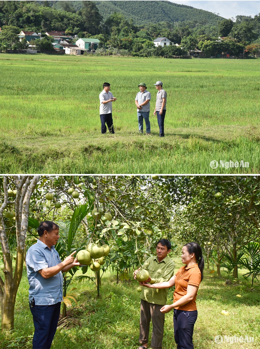 Đồng chí Phan Bá Ngọc (trái ảnh) trao đổi với cán bộ Hội Nông dân tỉnh, huyện Thanh Chương; Mô hình trồng bưởi ở xã Thanh Liên, Thanh Chương. Ảnh: PV