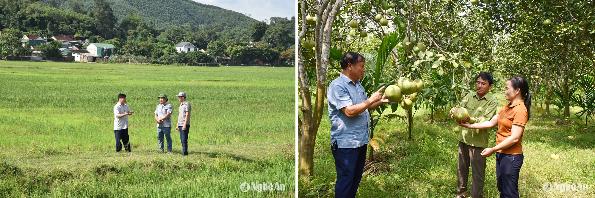 Đồng chí Phan Bá Ngọc (trái ảnh) trao đổi với cán bộ Hội Nông dân tỉnh, huyện Thanh Chương; Mô hình trồng bưởi ở xã Thanh Liên, Thanh Chương. Ảnh: PV