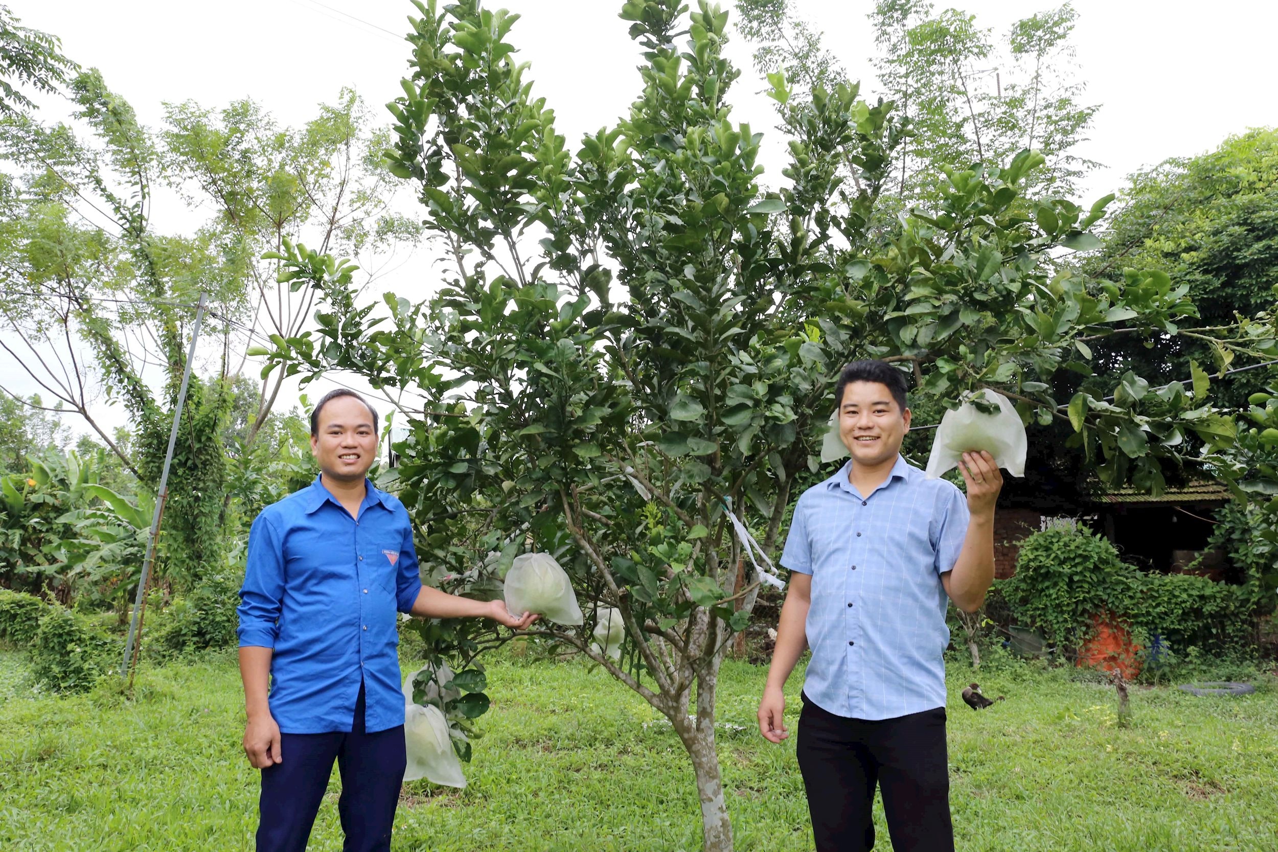 Anh Nguyễn Hoàng Tư (SN 1992) bên mô hình trồng bưởi của mình tại xóm 6, Mỹ Sơn, Đô Lương