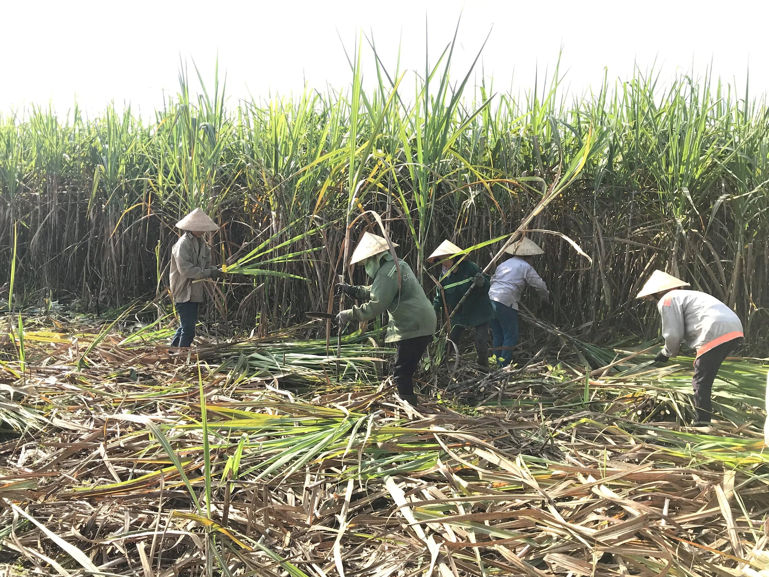 Bà con thu hoạch mía