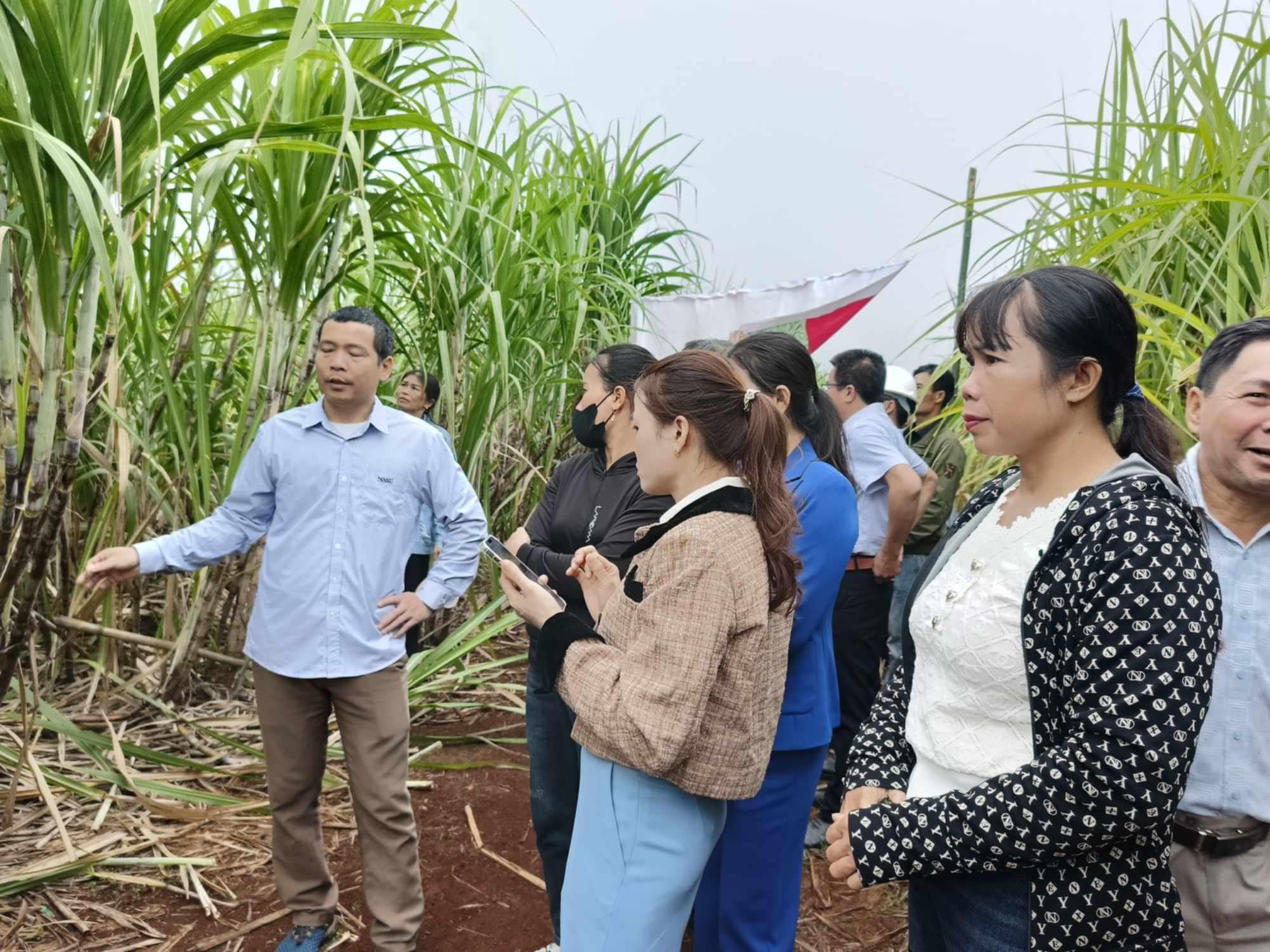 bna- hôij thảo mía