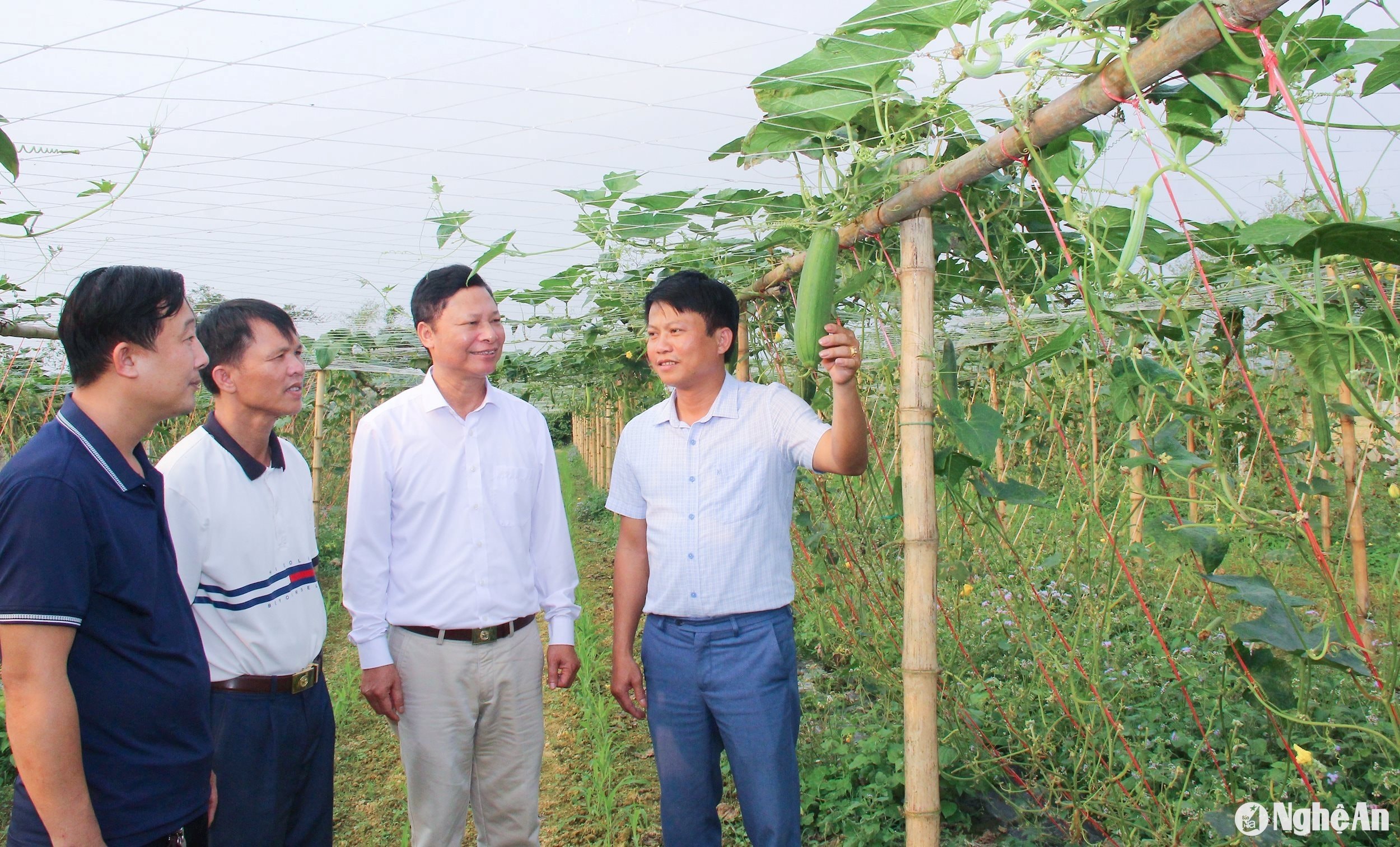  Lãnh đạo xã Thanh Tiên (Thanh Chương) kiểm tra hiệu quả mô hình trồng mướp lấy xơ. Ảnh -Mai Hoa