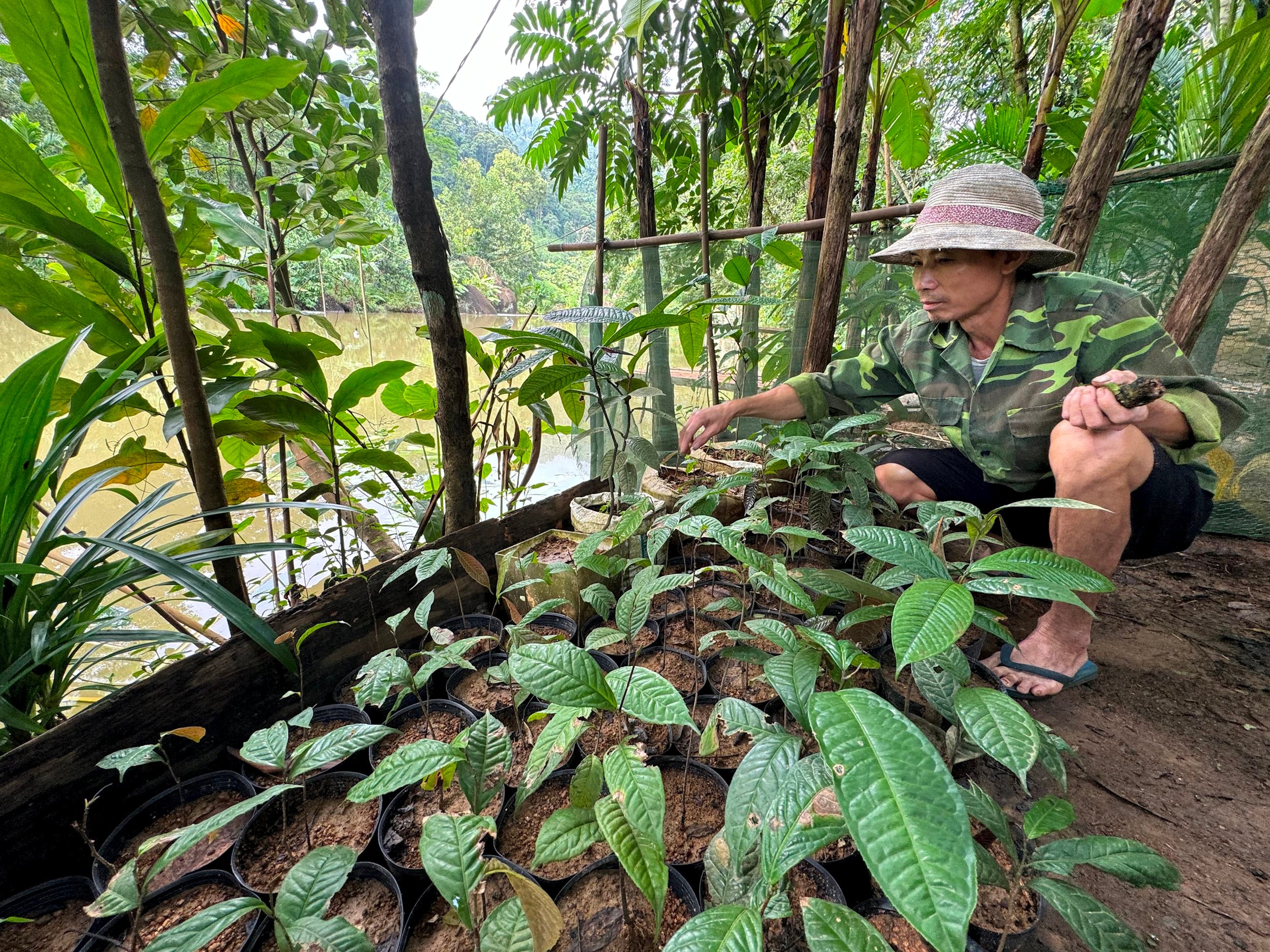 Mô hình ươm giống chè Hoa vàng từ hạt ở xã Châu Thôn, Quế Phong. Ảnh Nguyễn Hải