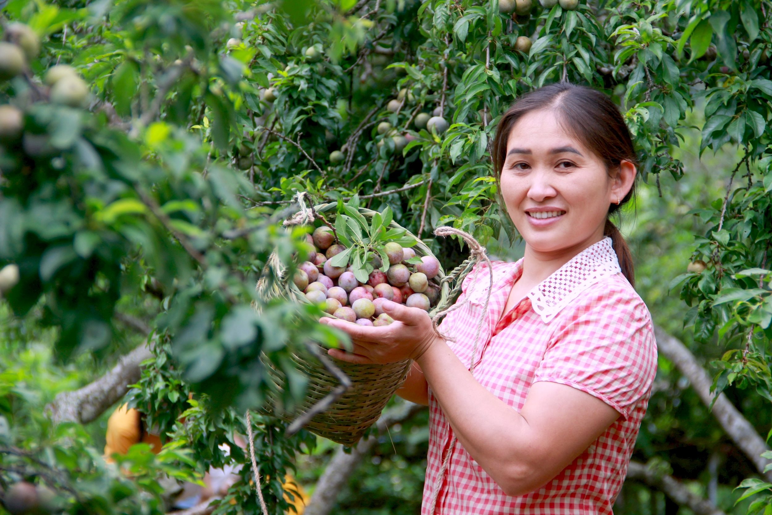 Mận tam hoa là đặc sản nức tiếng của Kỳ Sơn. Ảnh: Quang An