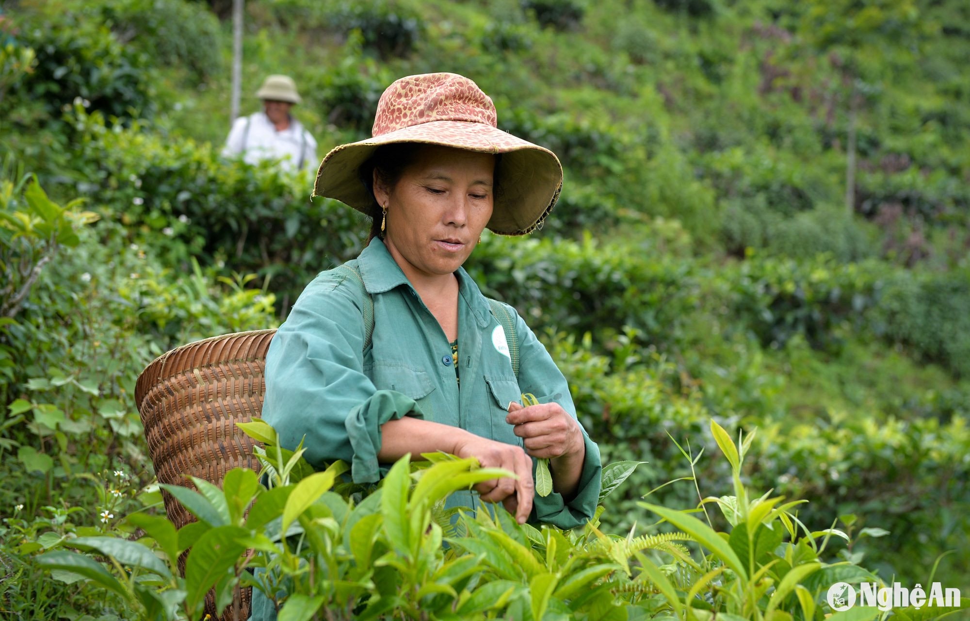 Thu hoạch chè Shan tuyết tại huyện Kỳ Sơn ảnh Thành Cường