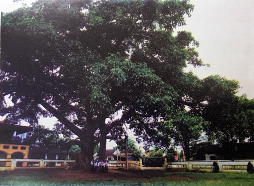 Cây đa làng Trù - nơi cắm cờ đỏ sao vàng trong cuộc khởi nghĩa giành chính quyền năm 1945.